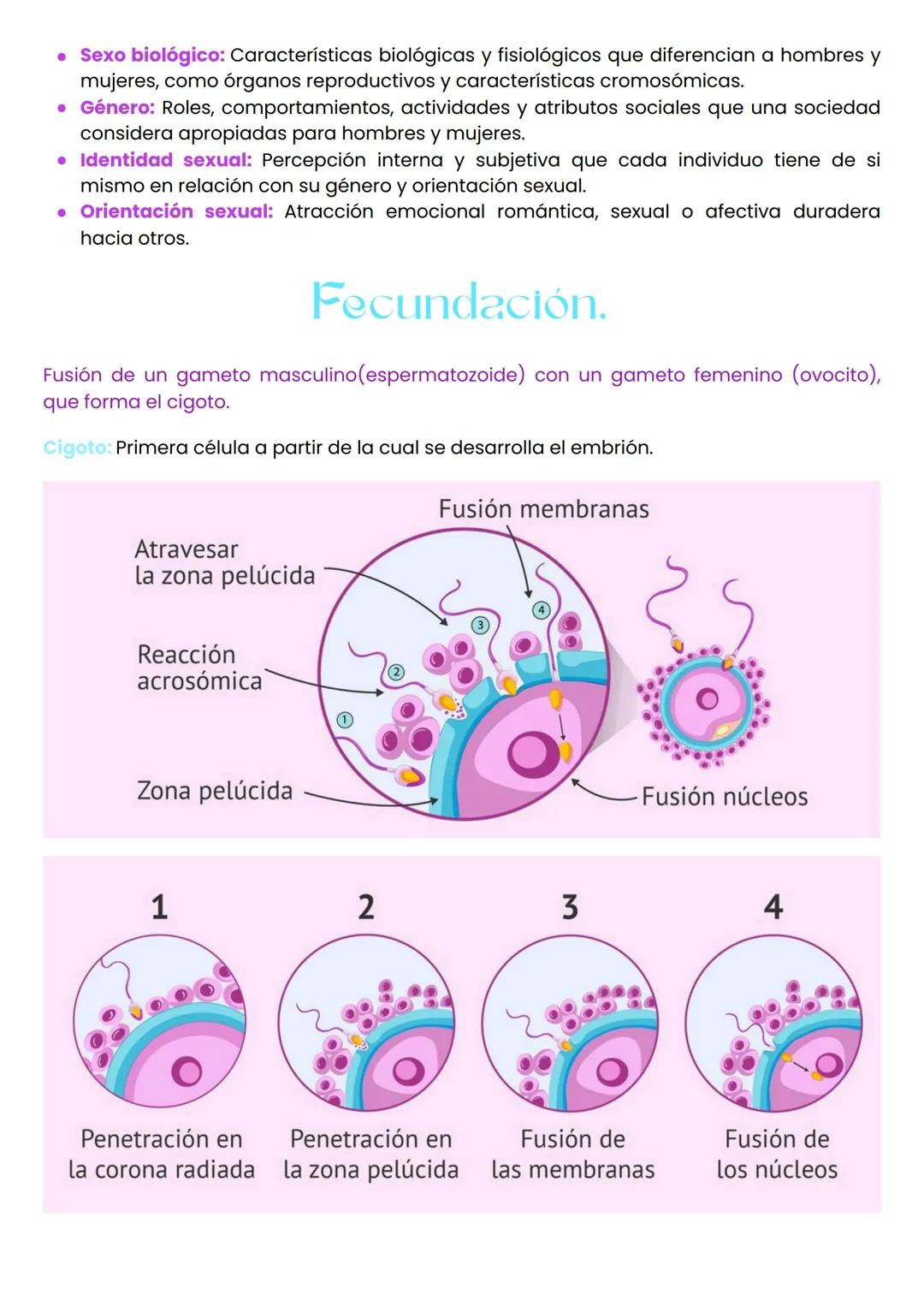--- OCR Start ---
Sexualidad
Dimensiones sexuales.
Física: La dimensión física de la sexualidad se refiere a la anatomía y fisiología sexual