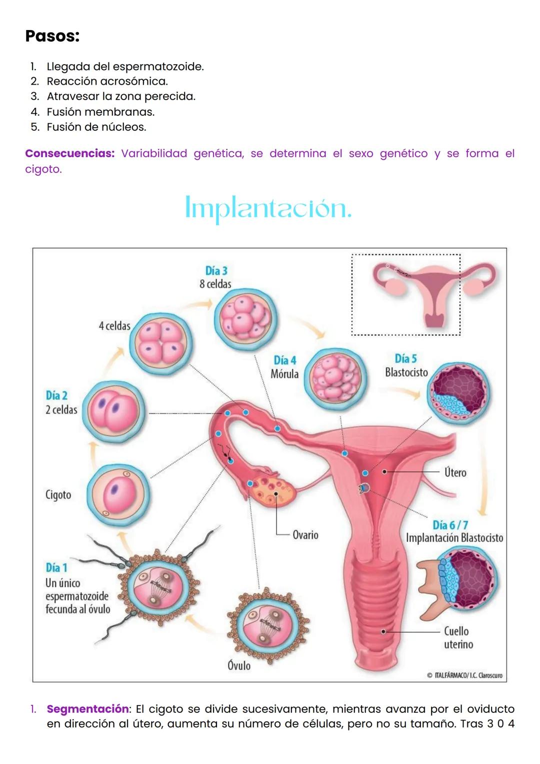 --- OCR Start ---
Sexualidad
Dimensiones sexuales.
Física: La dimensión física de la sexualidad se refiere a la anatomía y fisiología sexual