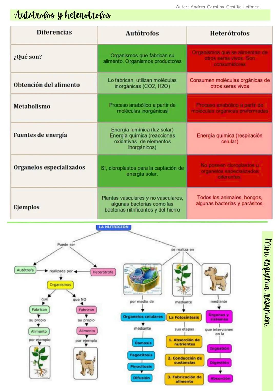 Autor: Andrea Carolina Castillo Lefiman
Ecosistemas y flujo de energia
1. ¿Qué es un ecosistema?
• Ecosistema: conjunto de organismos que in