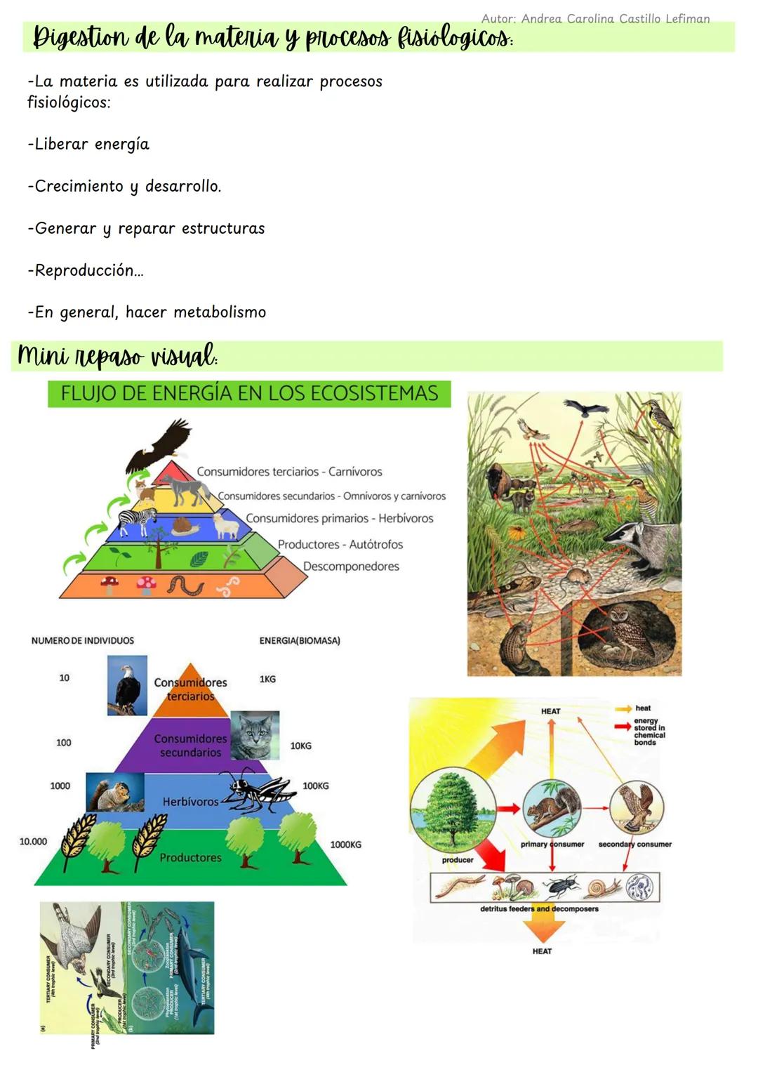 Autor: Andrea Carolina Castillo Lefiman
Ecosistemas y flujo de energia
1. ¿Qué es un ecosistema?
• Ecosistema: conjunto de organismos que in