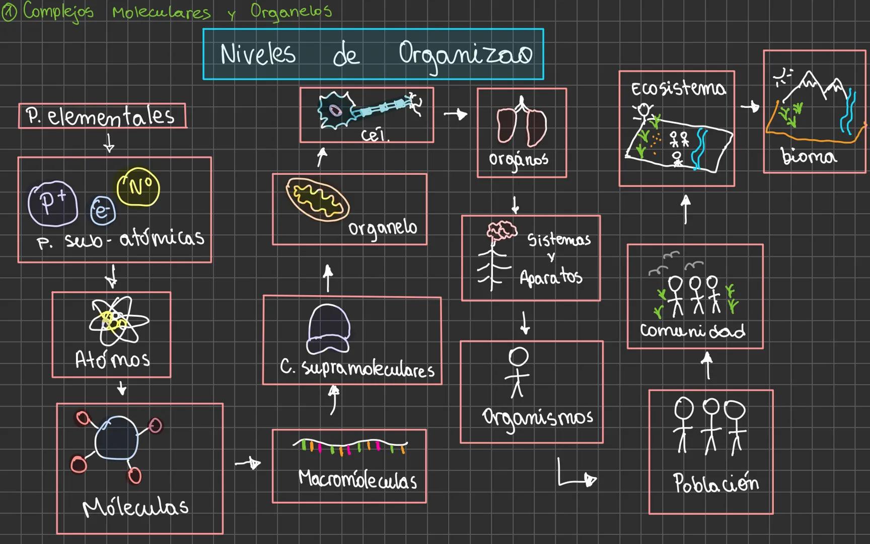 Complejos Moleculares y Organelos
Niveles de Organizao
P. elementales
↓
P+e-N0
P. sub-atómicas
↓
Atómos
↓
Moleculas
cel.
→
orgános
↓
Sistema