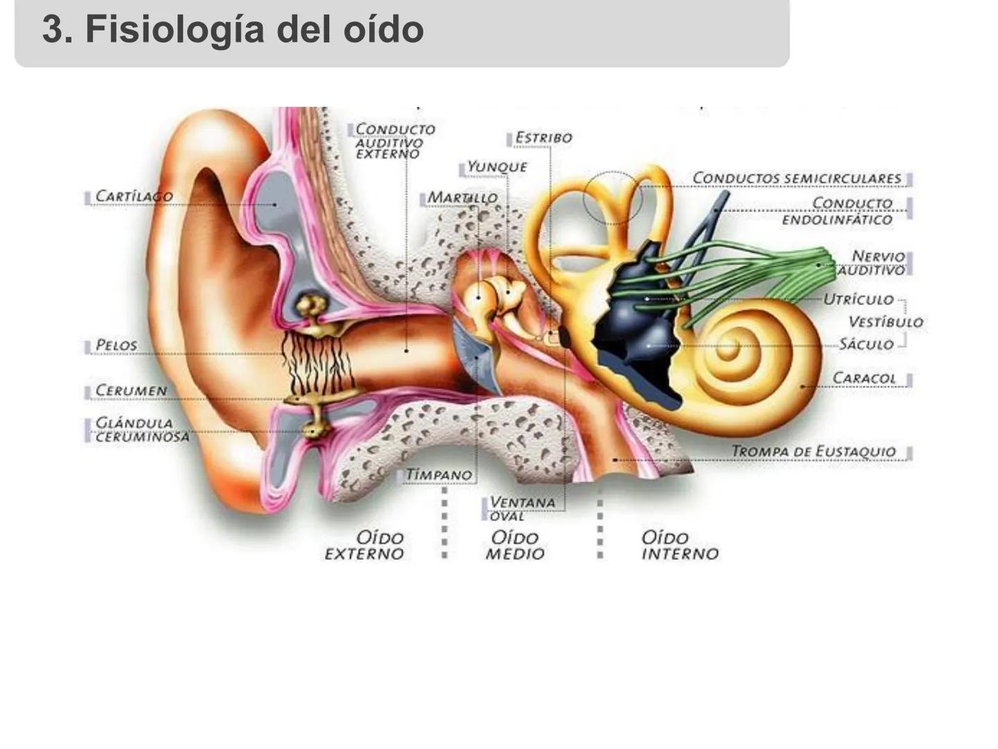# 1. Sonido, sus características y
propiedades
Profesora: Angela Pinto 1. Sonido y sus características
1.1 Definición
El sonido es una onda