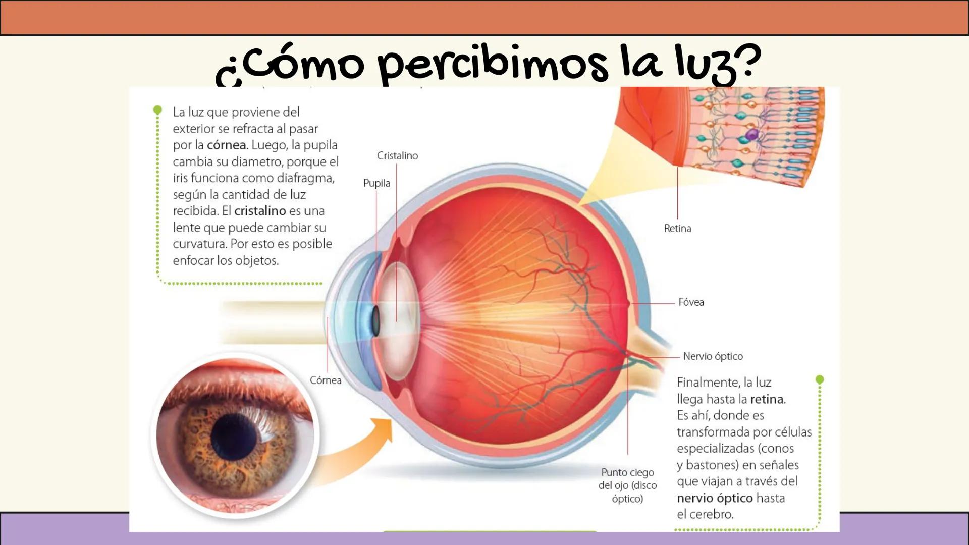 # 11 unidad
Óptica
geométrica
Lentes Objetivo:
Comprender la
formación de
imágenes en
lentes
convergentes y
divergentes. Formación de imág