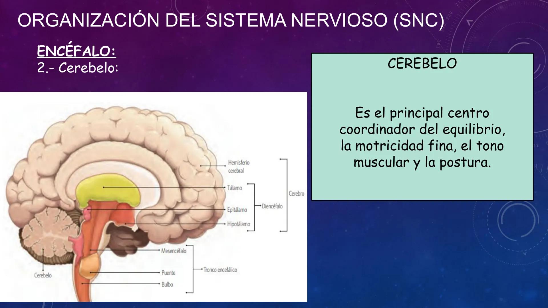 SISTEMA NERVIOSO
SEGUNDO MEDIO
V
40
150
160
170
180
190
200
210
220
230
240
250
260 OA 1 Explicar cómo el sistema nervioso coordina las
acci