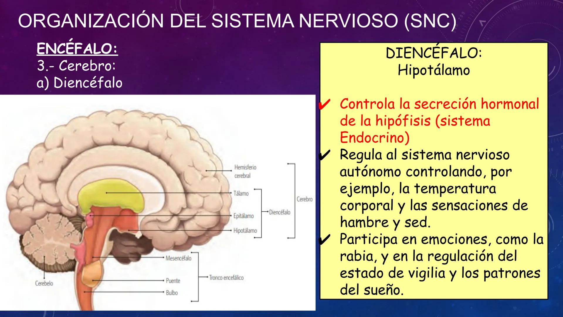 SISTEMA NERVIOSO
SEGUNDO MEDIO
V
40
150
160
170
180
190
200
210
220
230
240
250
260 OA 1 Explicar cómo el sistema nervioso coordina las
acci