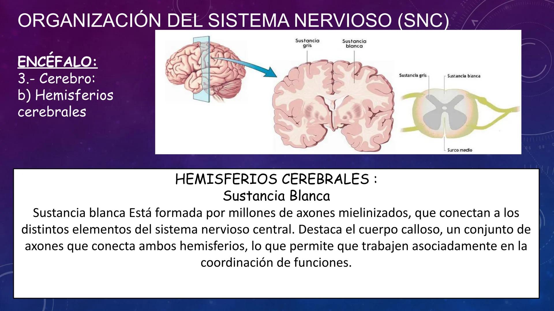 SISTEMA NERVIOSO
SEGUNDO MEDIO
V
40
150
160
170
180
190
200
210
220
230
240
250
260 OA 1 Explicar cómo el sistema nervioso coordina las
acci