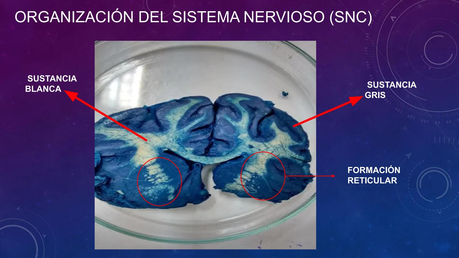 SISTEMA NERVIOSO
SEGUNDO MEDIO
V
40
150
160
170
180
190
200
210
220
230
240
250
260 OA 1 Explicar cómo el sistema nervioso coordina las
acci
