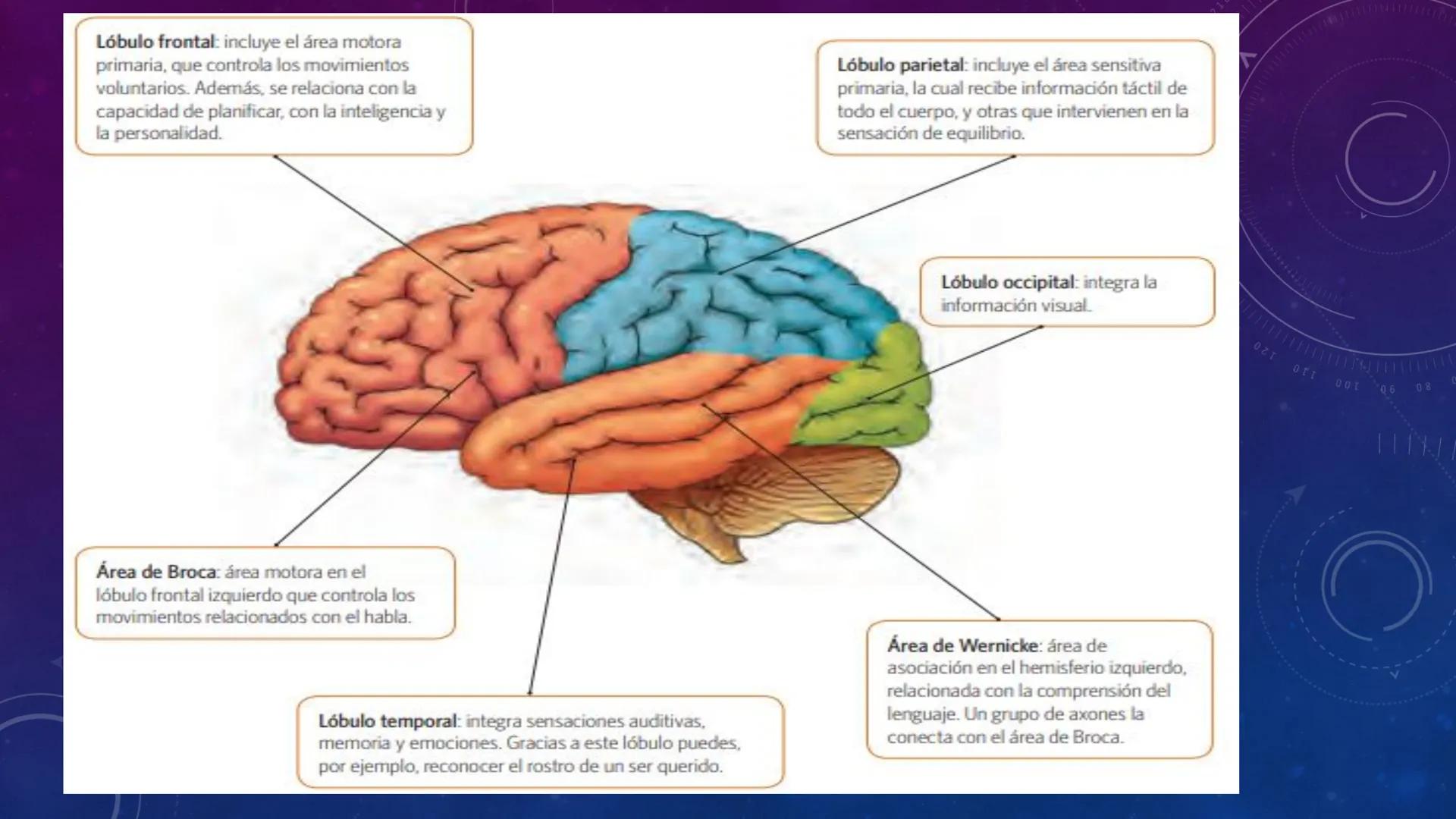 SISTEMA NERVIOSO
SEGUNDO MEDIO
V
40
150
160
170
180
190
200
210
220
230
240
250
260 OA 1 Explicar cómo el sistema nervioso coordina las
acci