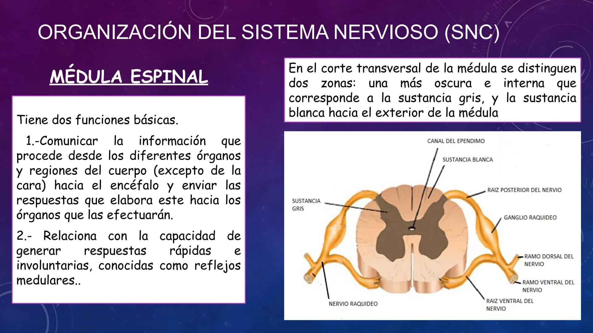 SISTEMA NERVIOSO
SEGUNDO MEDIO
V
40
150
160
170
180
190
200
210
220
230
240
250
260 OA 1 Explicar cómo el sistema nervioso coordina las
acci