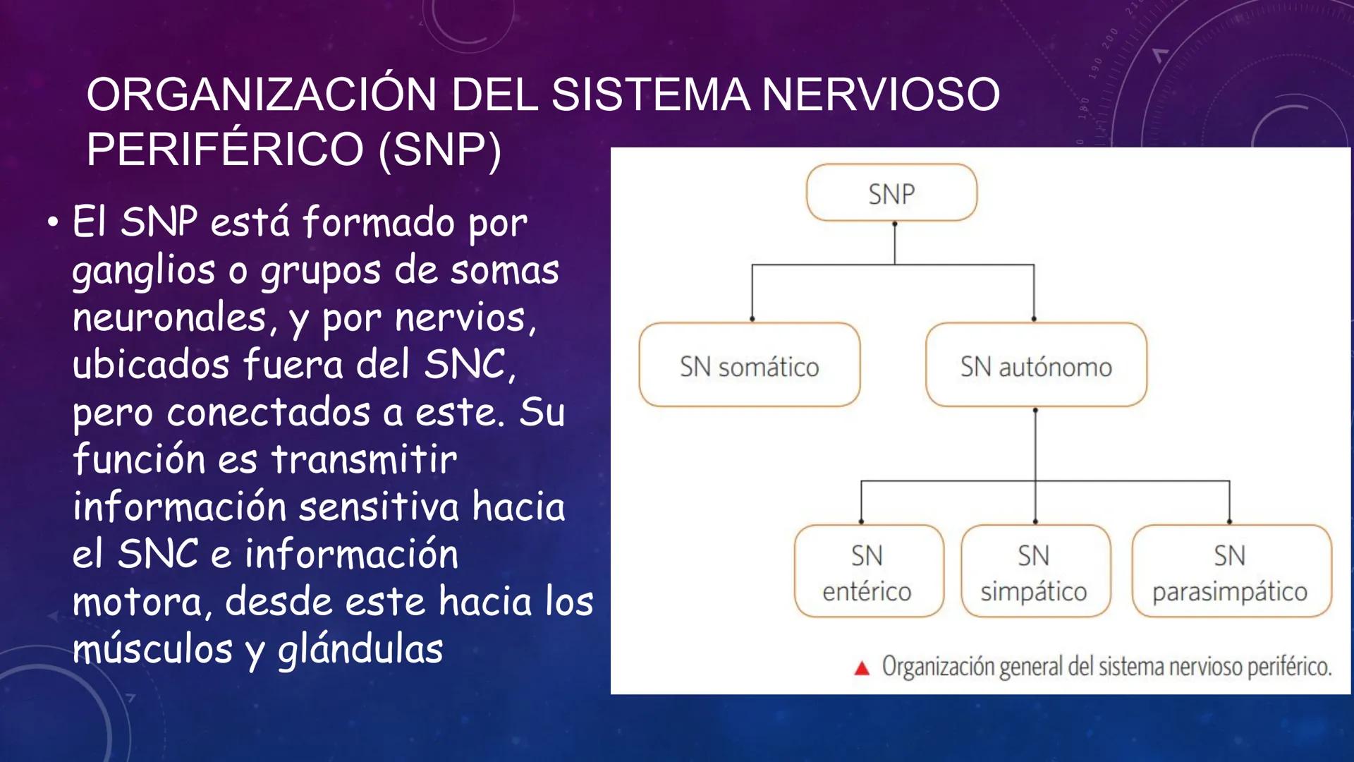 SISTEMA NERVIOSO
SEGUNDO MEDIO
V
40
150
160
170
180
190
200
210
220
230
240
250
260 OA 1 Explicar cómo el sistema nervioso coordina las
acci