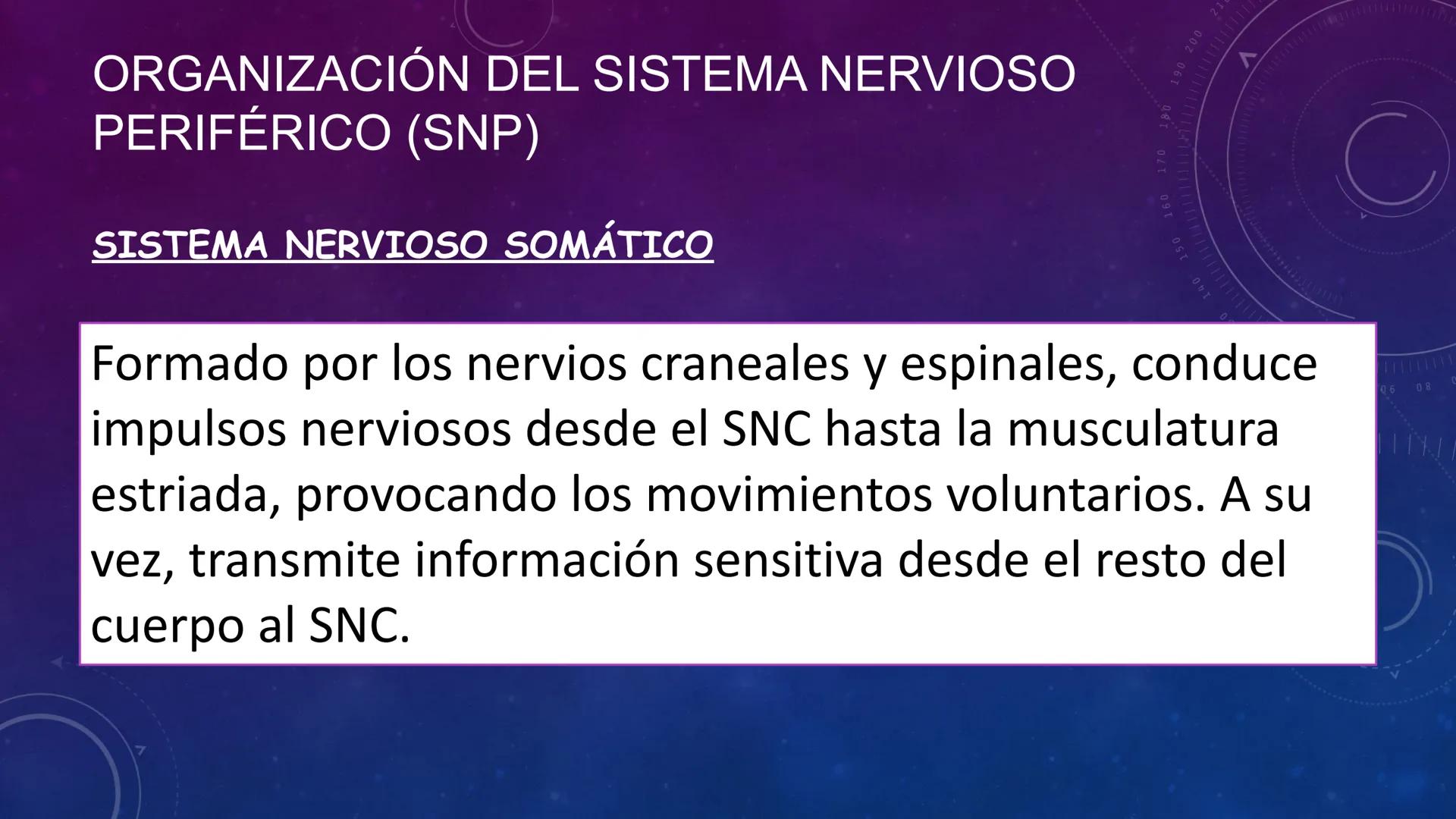 SISTEMA NERVIOSO
SEGUNDO MEDIO
V
40
150
160
170
180
190
200
210
220
230
240
250
260 OA 1 Explicar cómo el sistema nervioso coordina las
acci