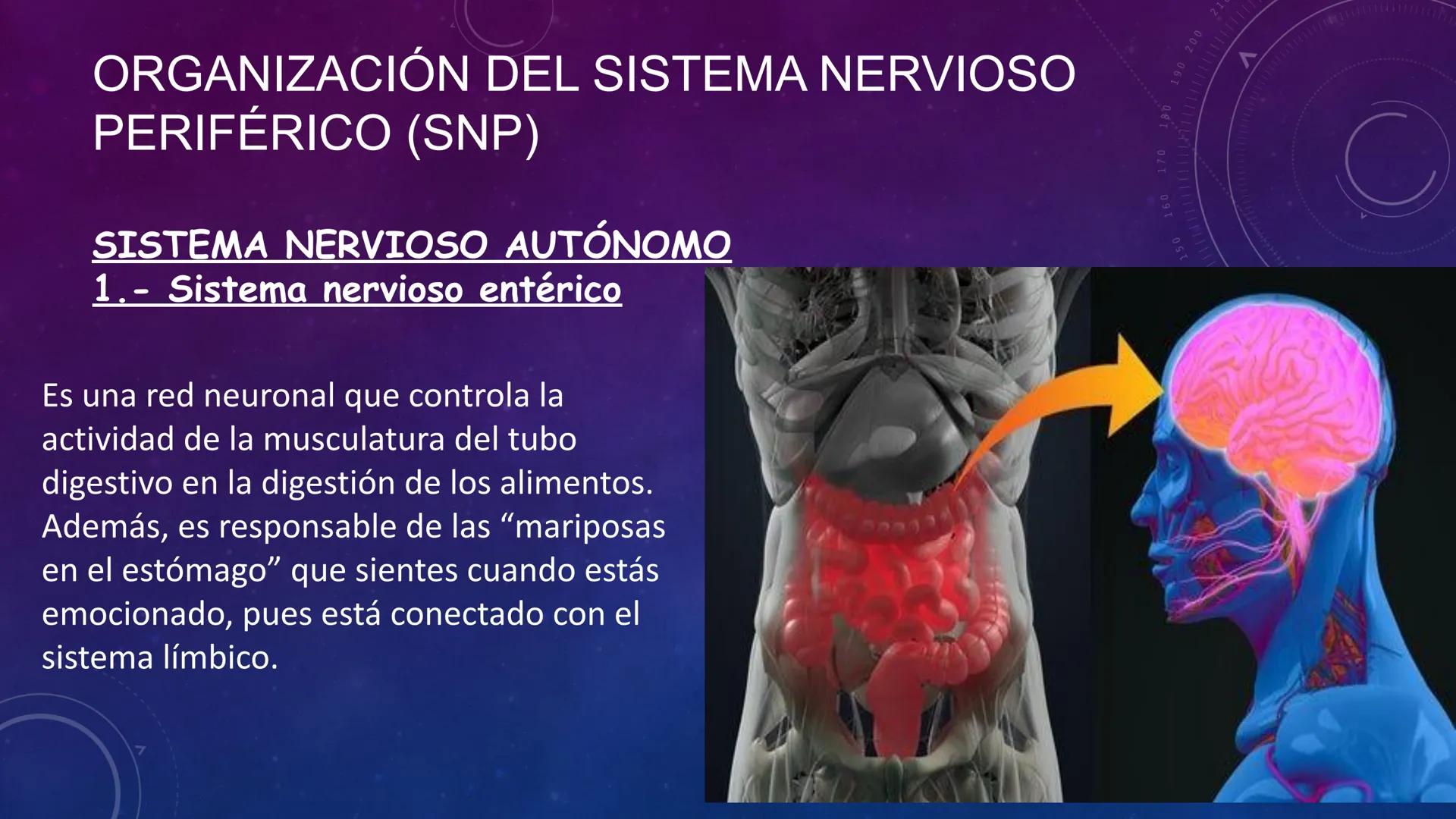 SISTEMA NERVIOSO
SEGUNDO MEDIO
V
40
150
160
170
180
190
200
210
220
230
240
250
260 OA 1 Explicar cómo el sistema nervioso coordina las
acci