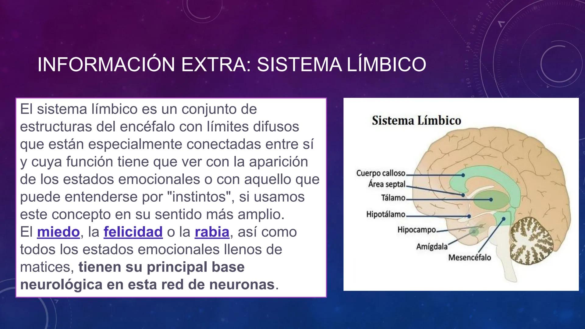 SISTEMA NERVIOSO
SEGUNDO MEDIO
V
40
150
160
170
180
190
200
210
220
230
240
250
260 OA 1 Explicar cómo el sistema nervioso coordina las
acci