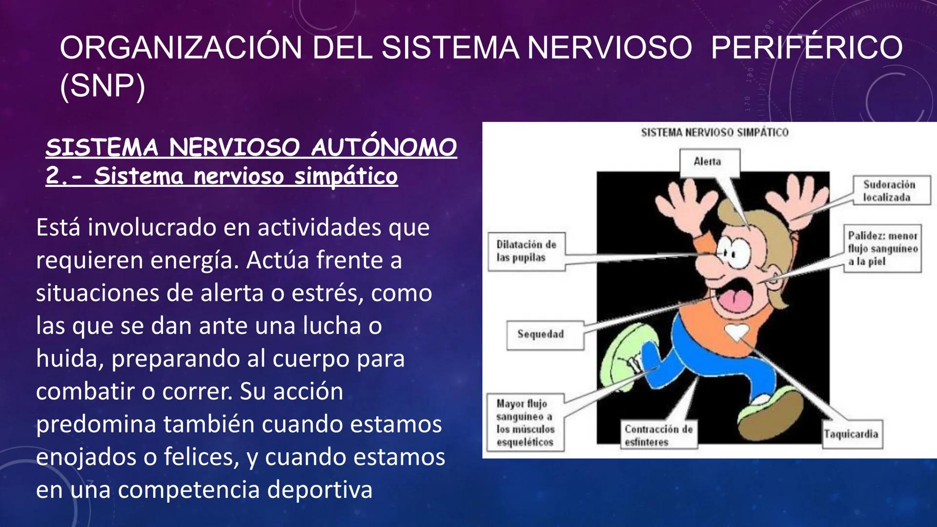 SISTEMA NERVIOSO
SEGUNDO MEDIO
V
40
150
160
170
180
190
200
210
220
230
240
250
260 OA 1 Explicar cómo el sistema nervioso coordina las
acci