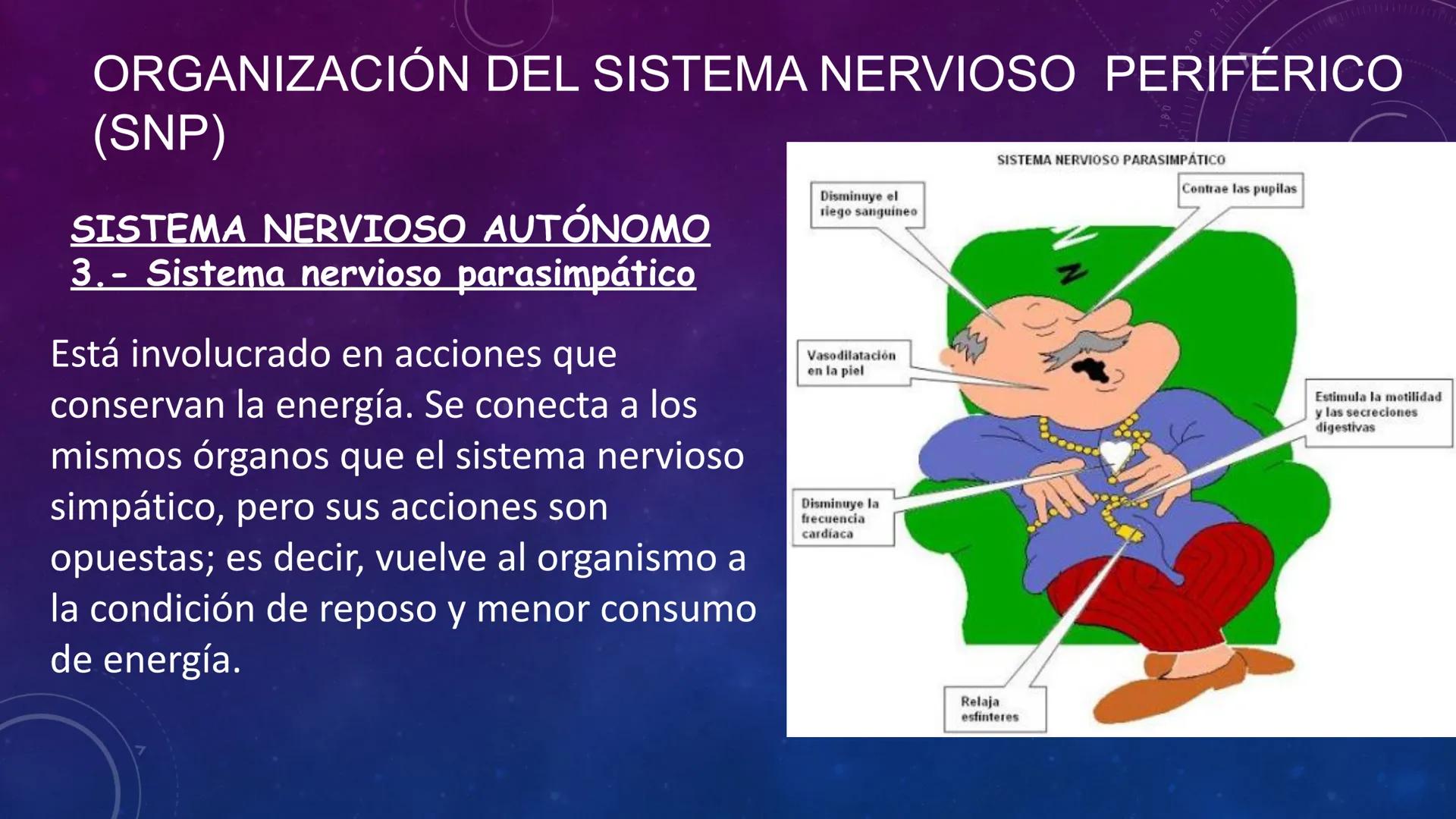SISTEMA NERVIOSO
SEGUNDO MEDIO
V
40
150
160
170
180
190
200
210
220
230
240
250
260 OA 1 Explicar cómo el sistema nervioso coordina las
acci