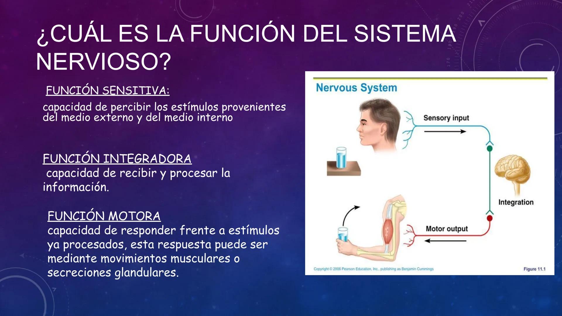 SISTEMA NERVIOSO
SEGUNDO MEDIO
V
40
150
160
170
180
190
200
210
220
230
240
250
260 OA 1 Explicar cómo el sistema nervioso coordina las
acci