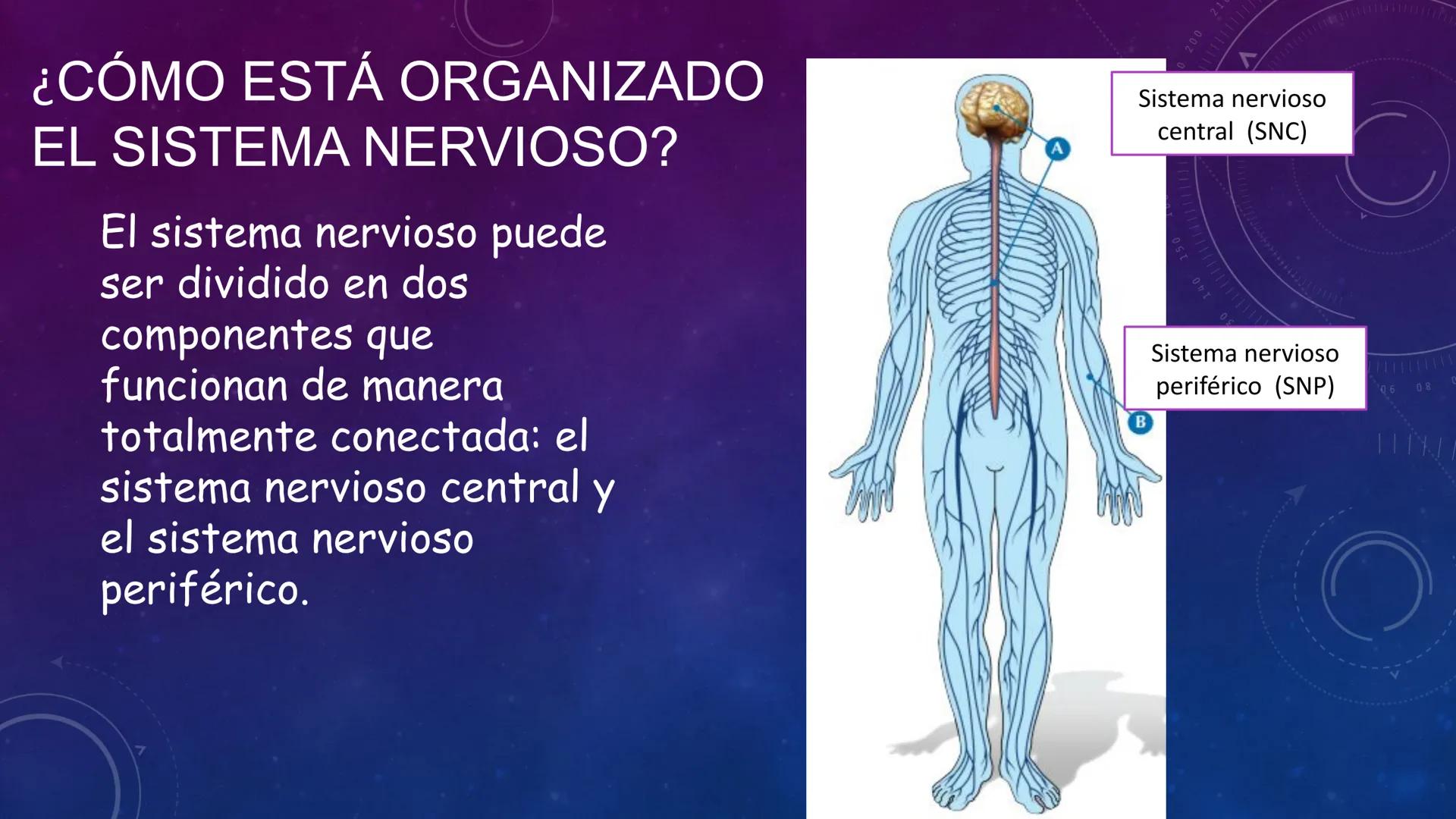 SISTEMA NERVIOSO
SEGUNDO MEDIO
V
40
150
160
170
180
190
200
210
220
230
240
250
260 OA 1 Explicar cómo el sistema nervioso coordina las
acci