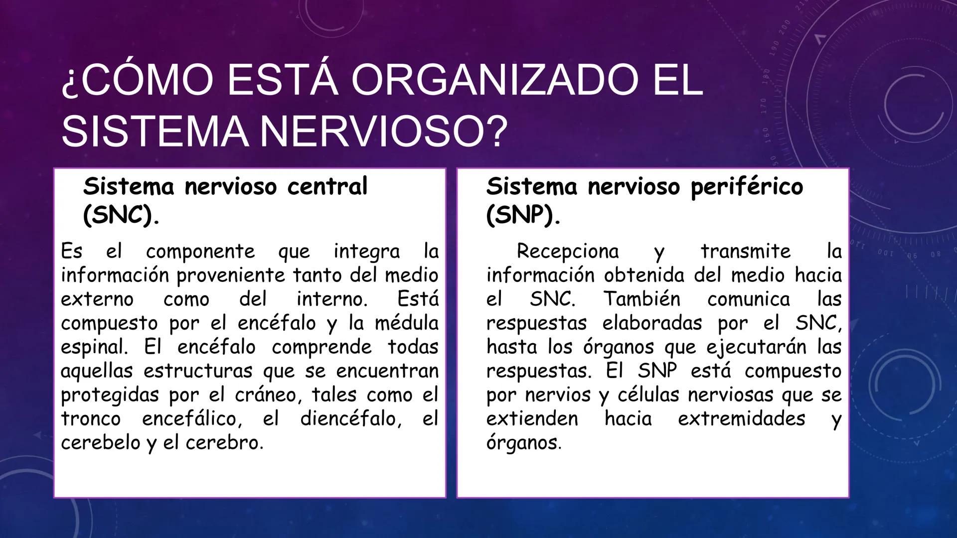 SISTEMA NERVIOSO
SEGUNDO MEDIO
V
40
150
160
170
180
190
200
210
220
230
240
250
260 OA 1 Explicar cómo el sistema nervioso coordina las
acci