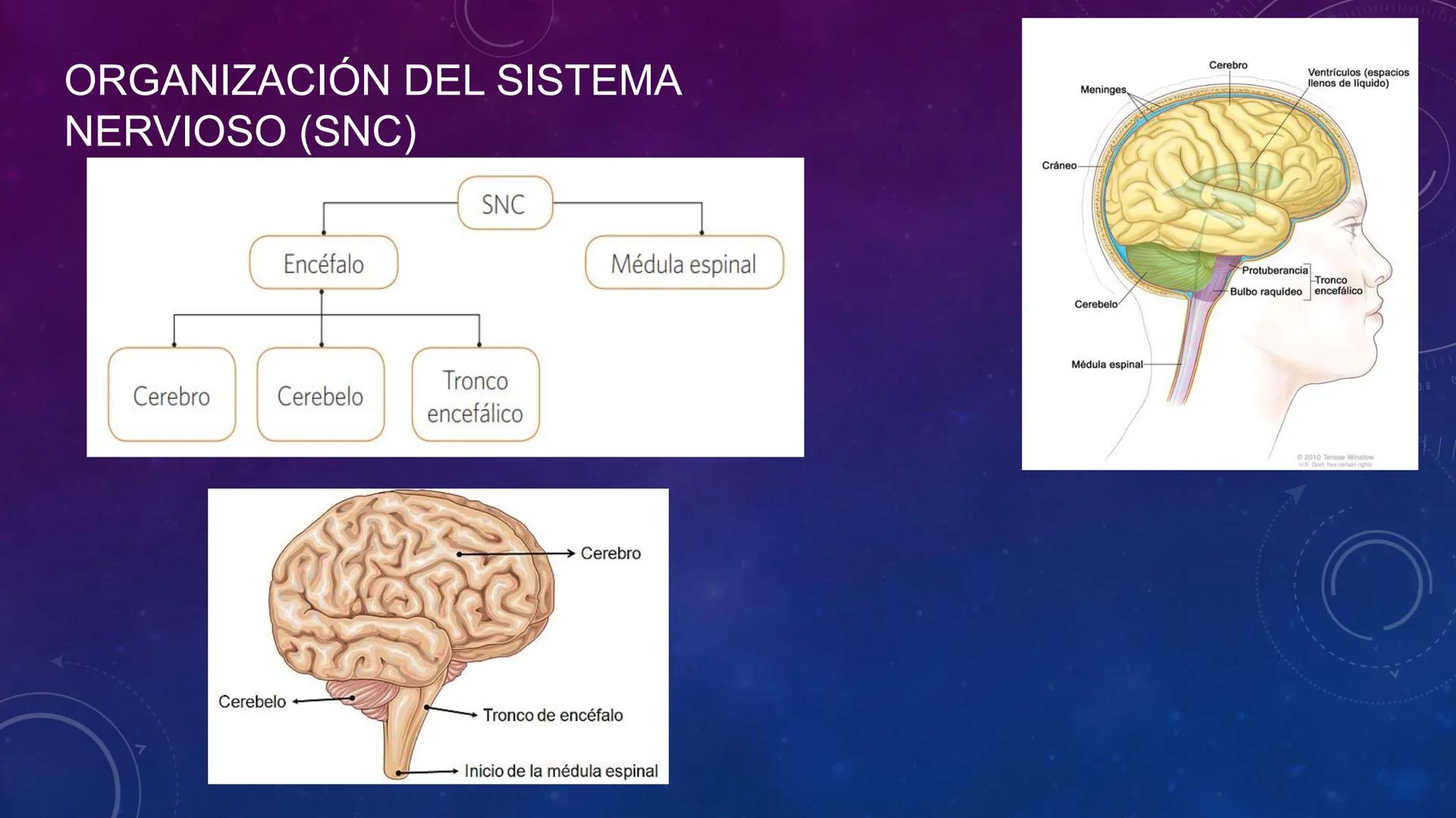 SISTEMA NERVIOSO
SEGUNDO MEDIO
V
40
150
160
170
180
190
200
210
220
230
240
250
260 OA 1 Explicar cómo el sistema nervioso coordina las
acci