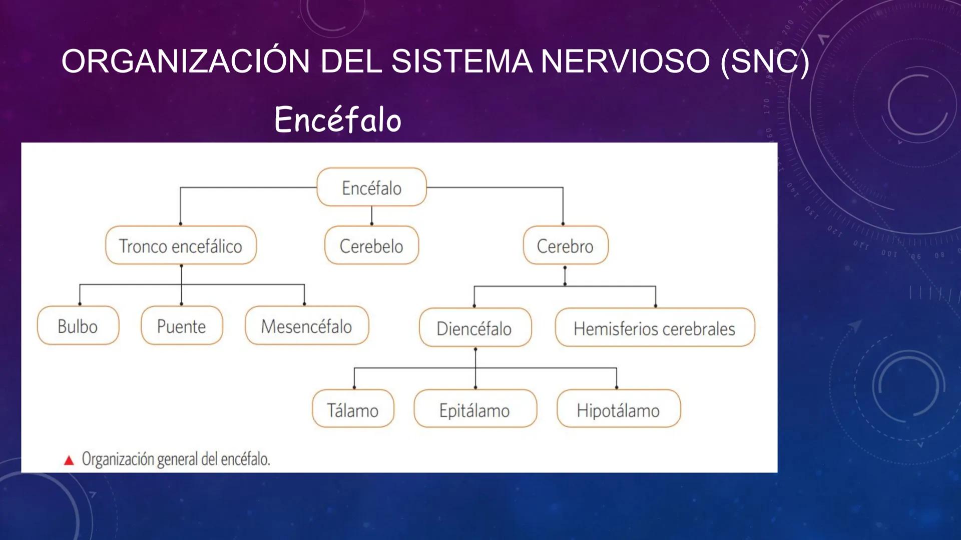 SISTEMA NERVIOSO
SEGUNDO MEDIO
V
40
150
160
170
180
190
200
210
220
230
240
250
260 OA 1 Explicar cómo el sistema nervioso coordina las
acci