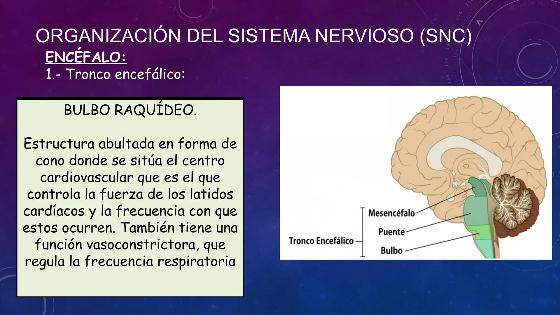 SISTEMA NERVIOSO
SEGUNDO MEDIO
V
40
150
160
170
180
190
200
210
220
230
240
250
260 OA 1 Explicar cómo el sistema nervioso coordina las
acci