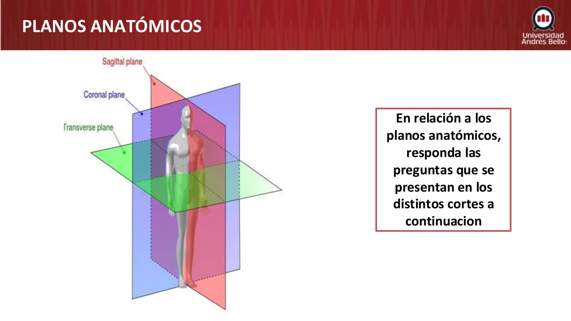 Universidad
Andrés Bello
Conectar 
Innovar 
Liderar
GENERALIDADES
DE ANATOMÍA
Semana 2, 2025 # OBJETIVOS DE APRENDIZAJES
- Generalidades de