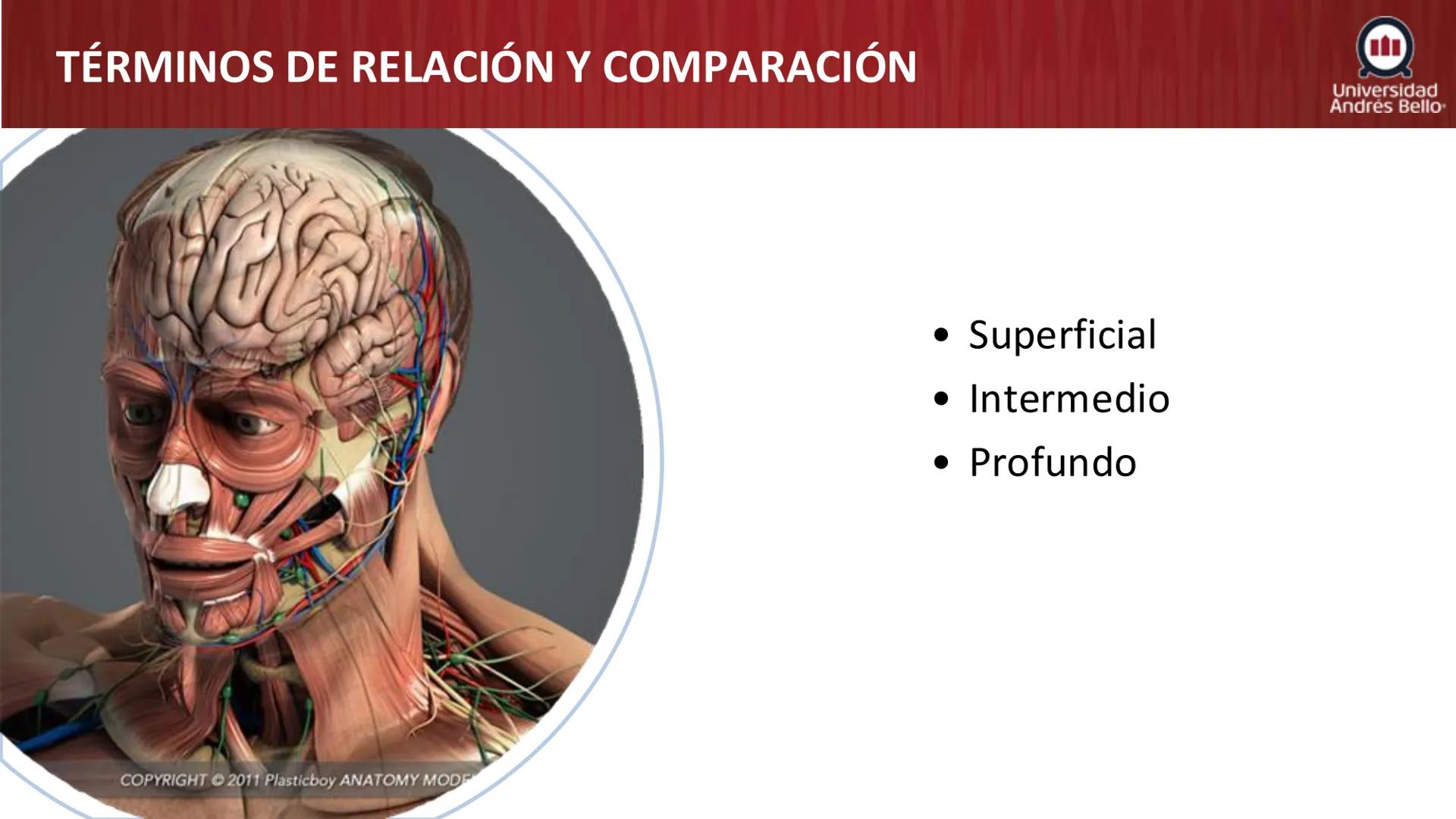 Universidad
Andrés Bello
Conectar 
Innovar 
Liderar
GENERALIDADES
DE ANATOMÍA
Semana 2, 2025 # OBJETIVOS DE APRENDIZAJES
- Generalidades de