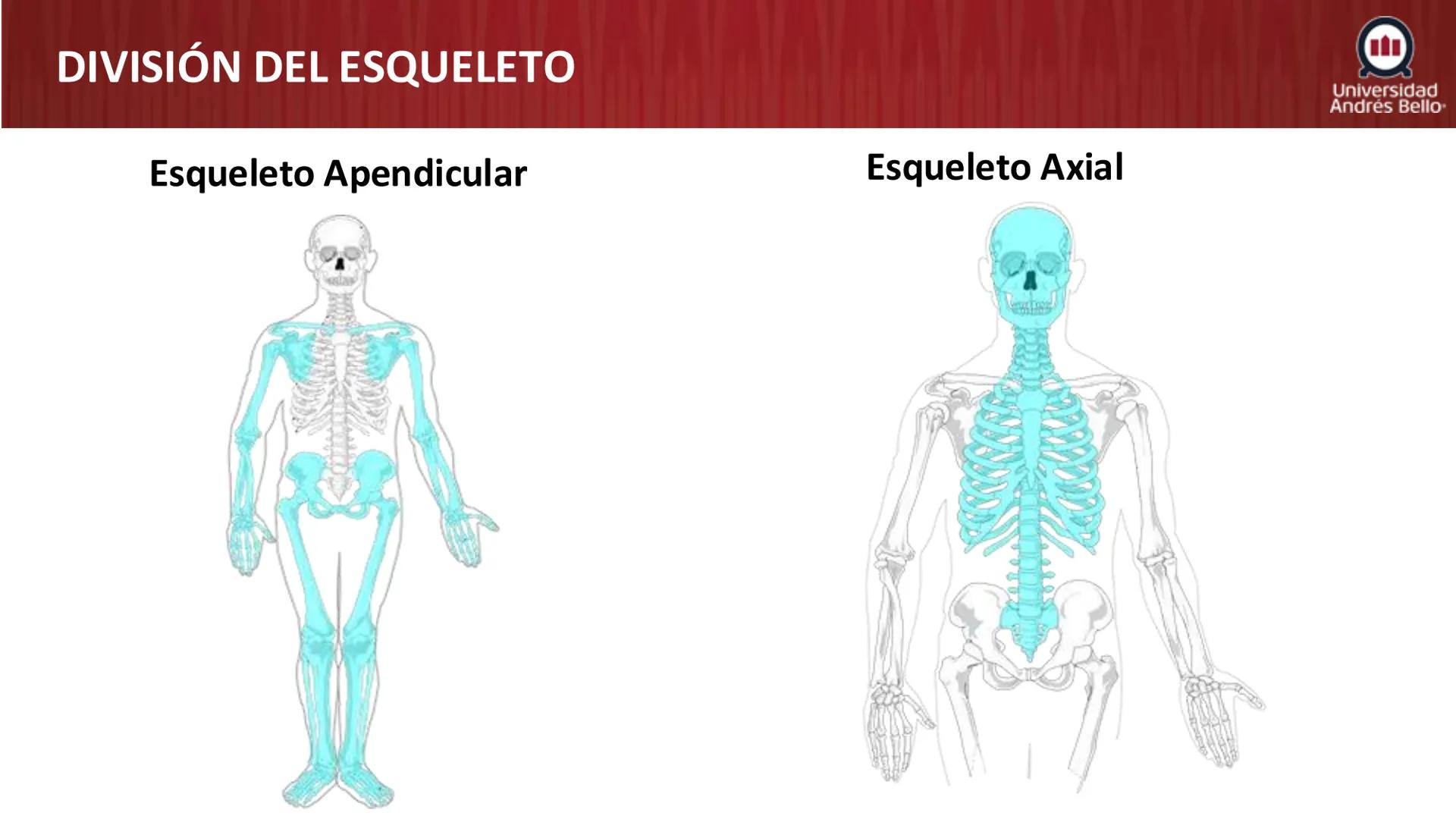 Universidad
Andrés Bello
Conectar 
Innovar 
Liderar
GENERALIDADES
DE ANATOMÍA
Semana 2, 2025 # OBJETIVOS DE APRENDIZAJES
- Generalidades de
