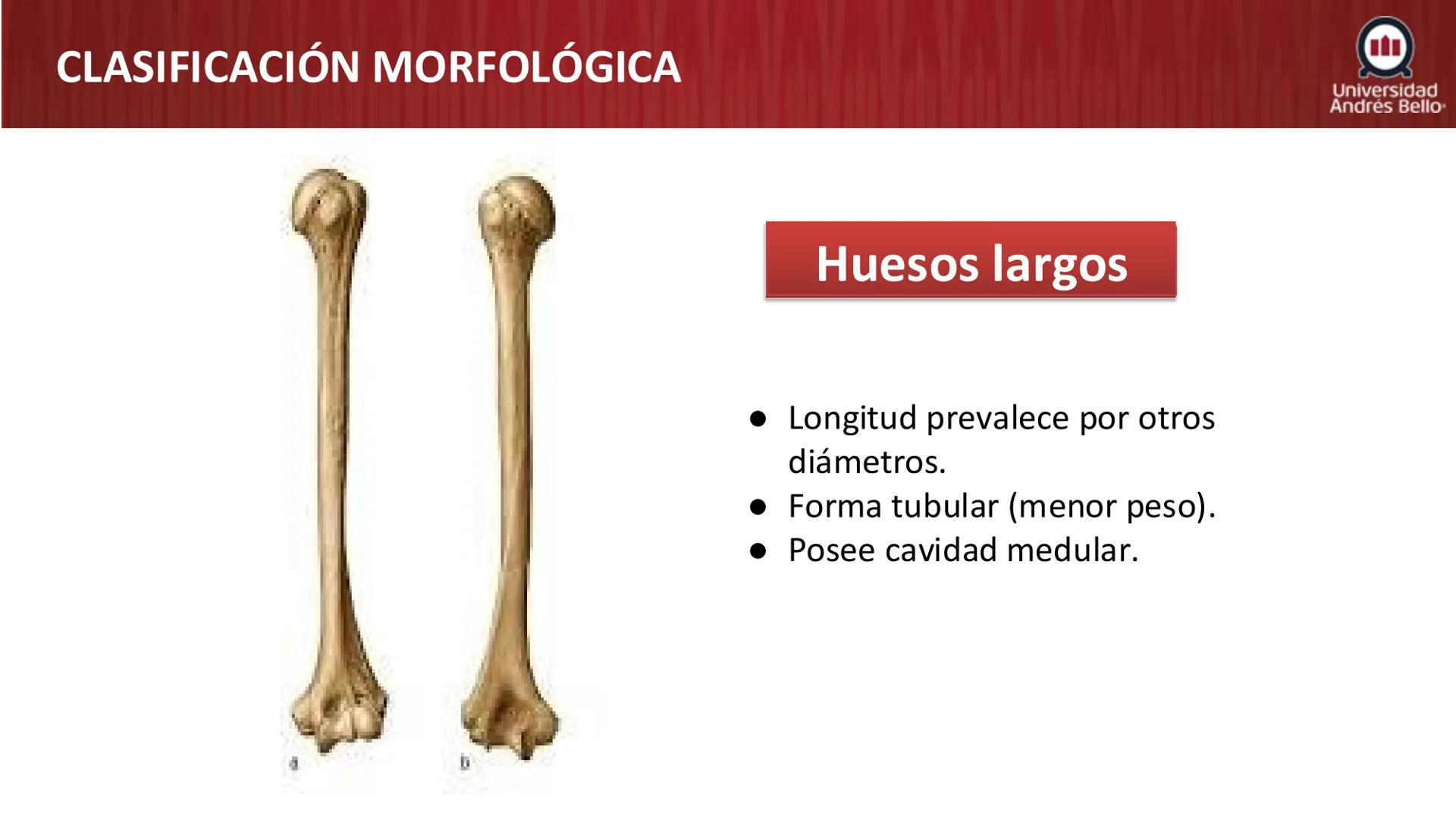 Universidad
Andrés Bello
Conectar 
Innovar 
Liderar
GENERALIDADES
DE ANATOMÍA
Semana 2, 2025 # OBJETIVOS DE APRENDIZAJES
- Generalidades de