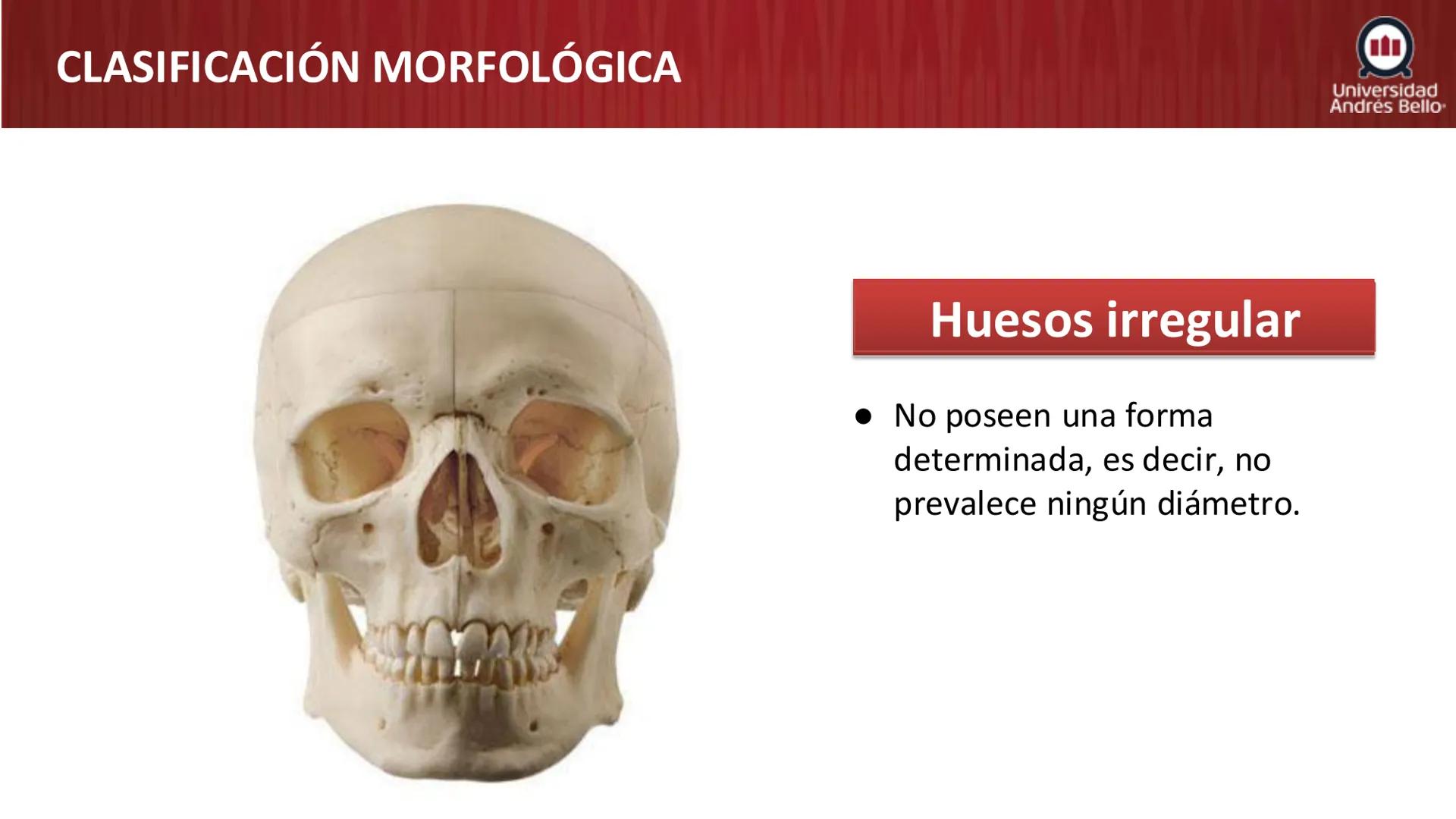 Universidad
Andrés Bello
Conectar 
Innovar 
Liderar
GENERALIDADES
DE ANATOMÍA
Semana 2, 2025 # OBJETIVOS DE APRENDIZAJES
- Generalidades de