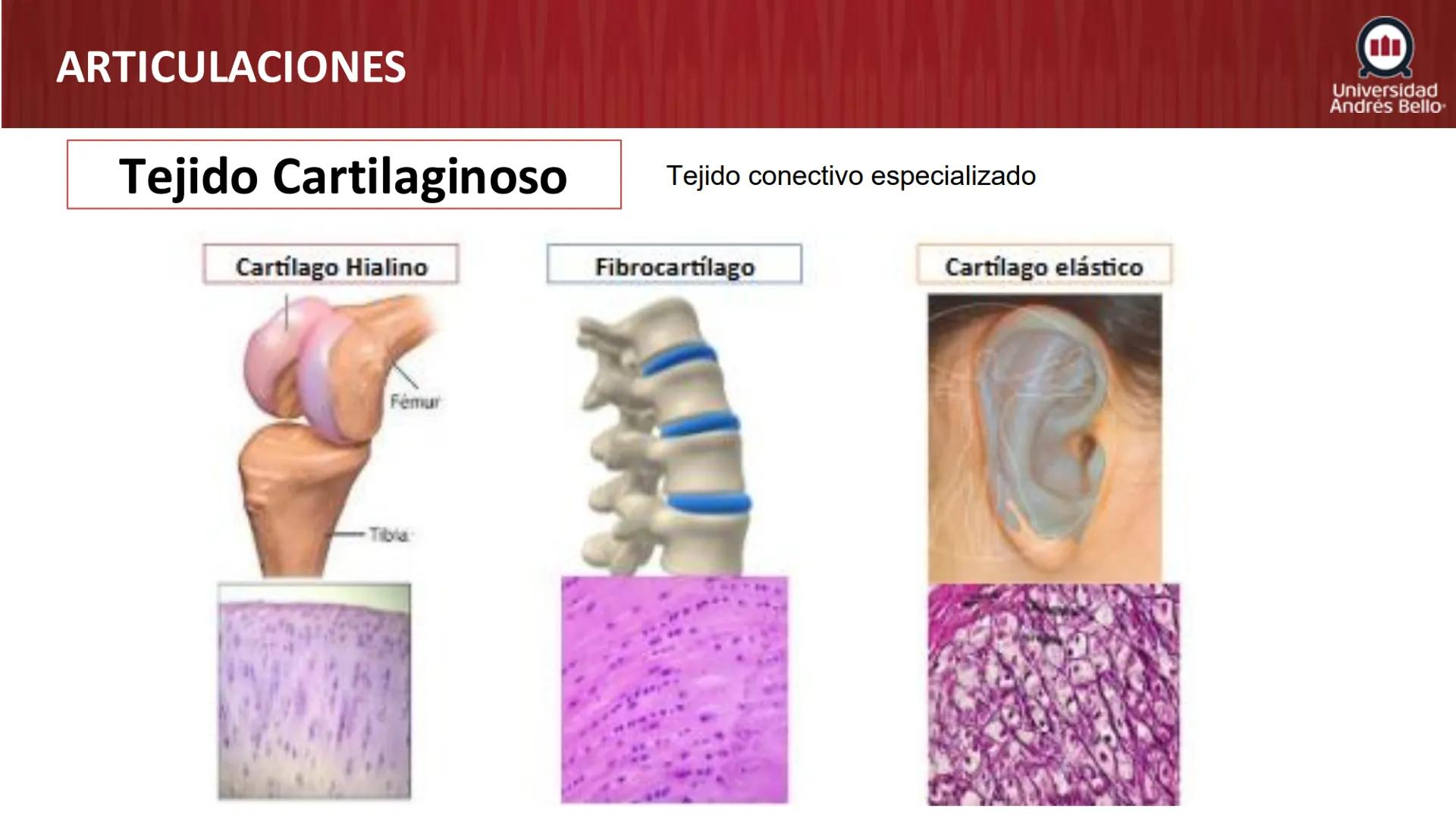 Universidad
Andrés Bello
Conectar 
Innovar 
Liderar
GENERALIDADES
DE ANATOMÍA
Semana 2, 2025 # OBJETIVOS DE APRENDIZAJES
- Generalidades de