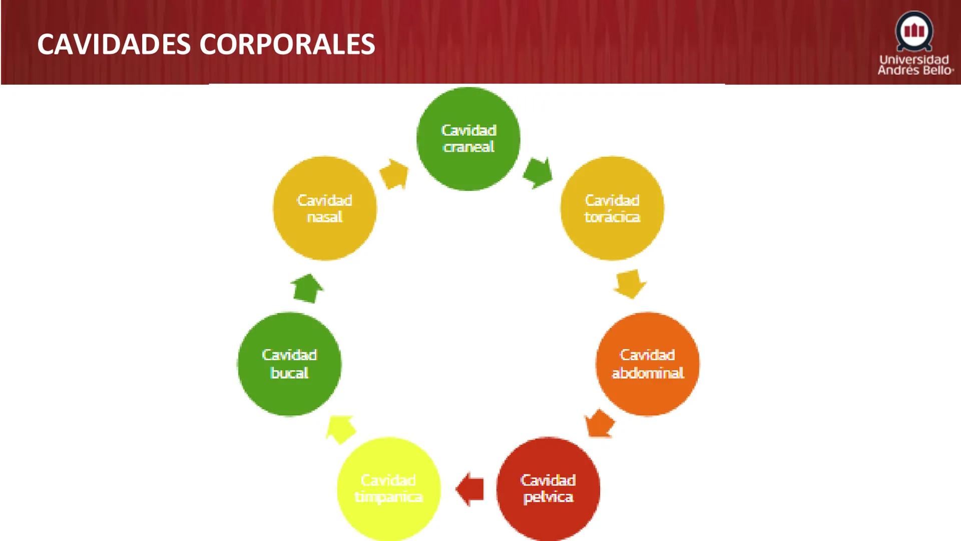 Universidad
Andrés Bello
Conectar 
Innovar 
Liderar
GENERALIDADES
DE ANATOMÍA
Semana 2, 2025 # OBJETIVOS DE APRENDIZAJES
- Generalidades de