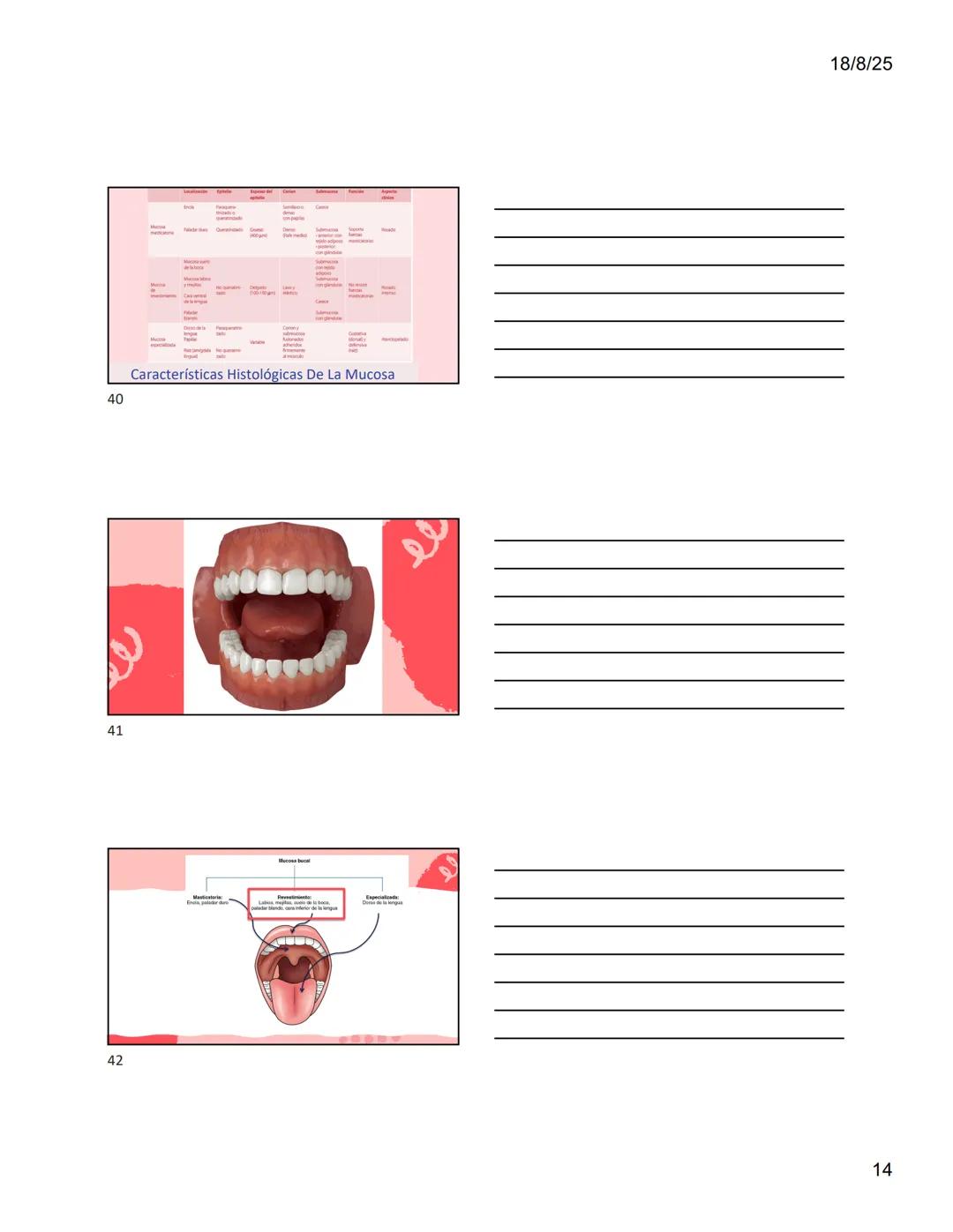1
Dra. Doris Otero
Histologia Oral
Morfologis Del Sistema
Estomatognático
Mucosa Oral
Contenido
Mucosa -
Generalidades
Mucosa De
Revestimien