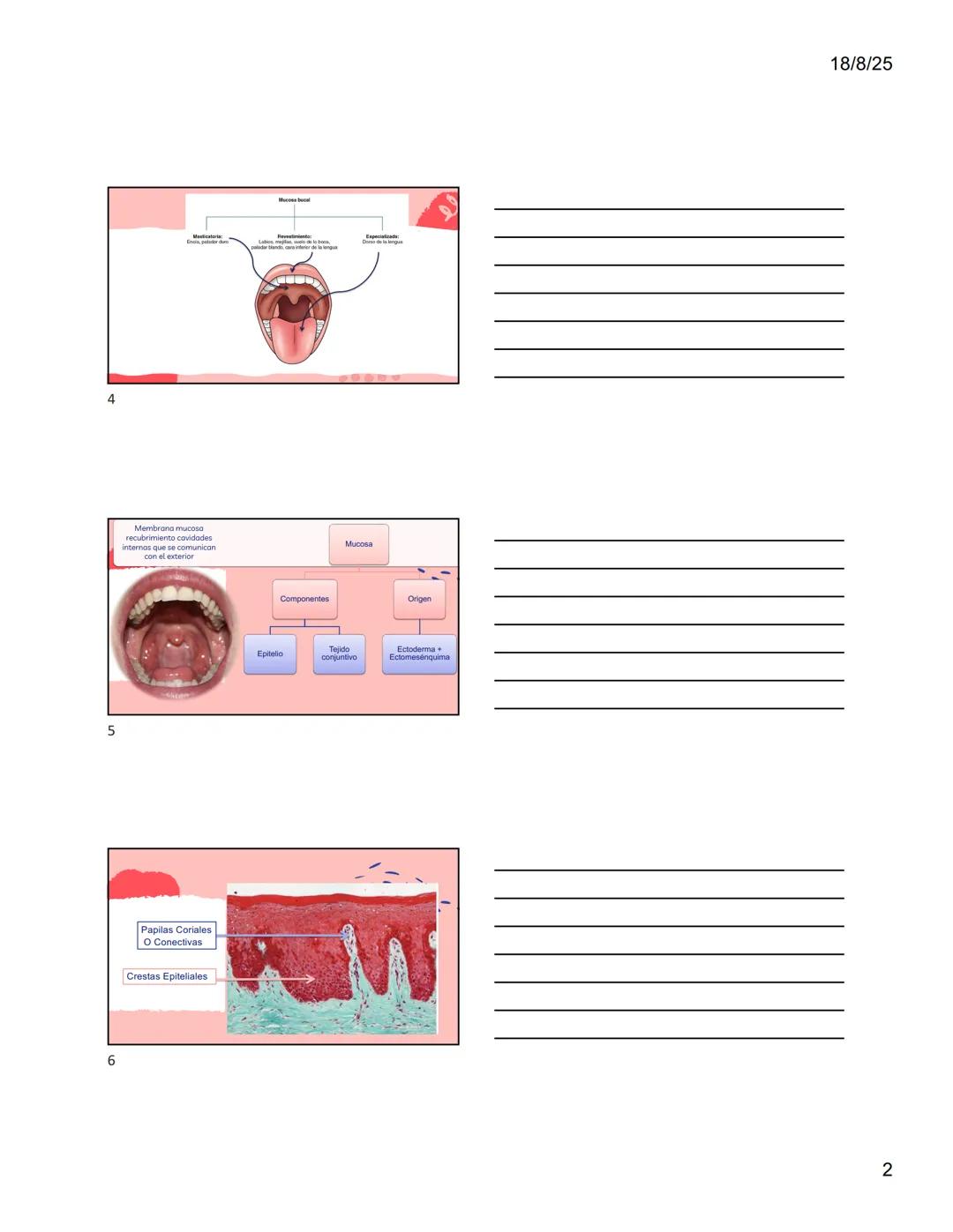 1
Dra. Doris Otero
Histologia Oral
Morfologis Del Sistema
Estomatognático
Mucosa Oral
Contenido
Mucosa -
Generalidades
Mucosa De
Revestimien