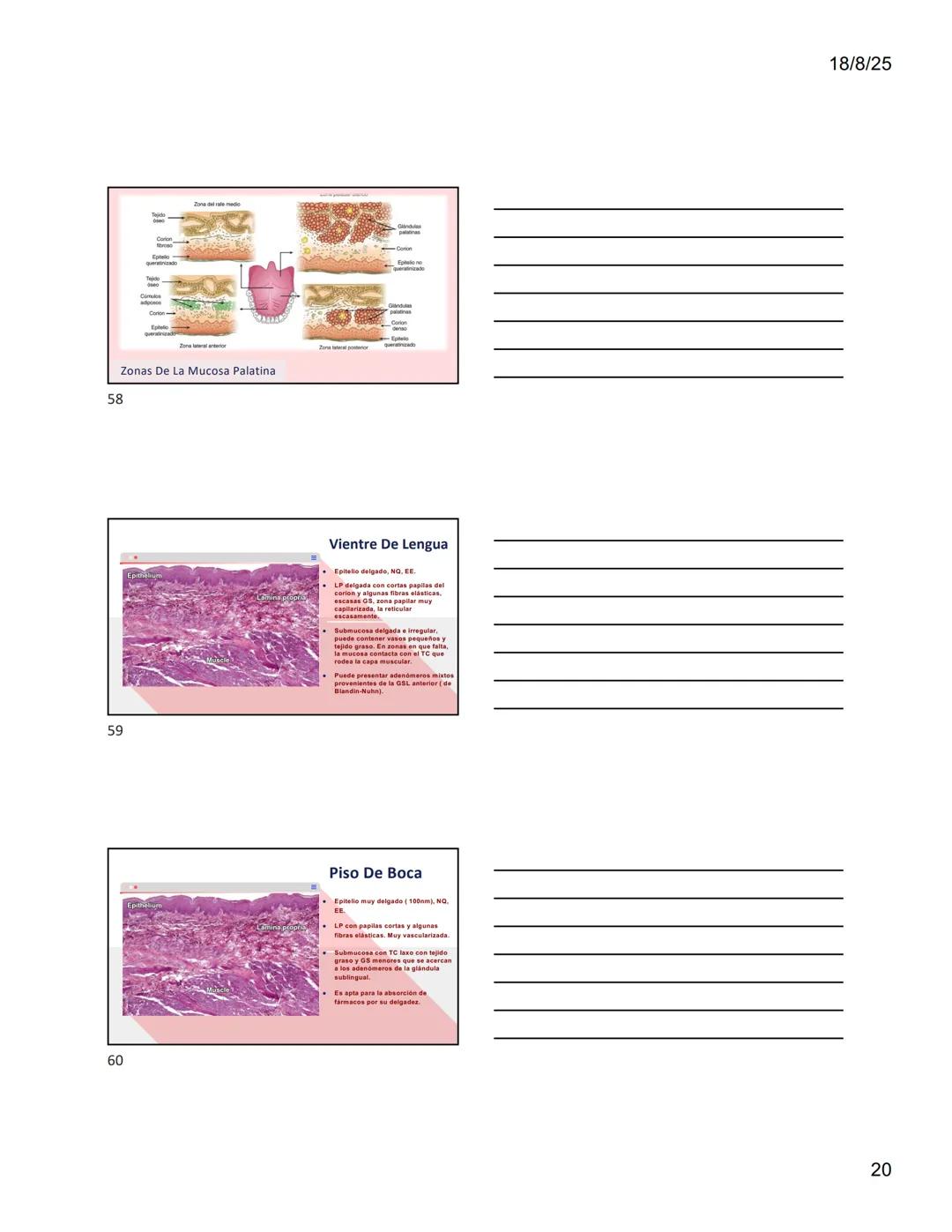 1
Dra. Doris Otero
Histologia Oral
Morfologis Del Sistema
Estomatognático
Mucosa Oral
Contenido
Mucosa -
Generalidades
Mucosa De
Revestimien