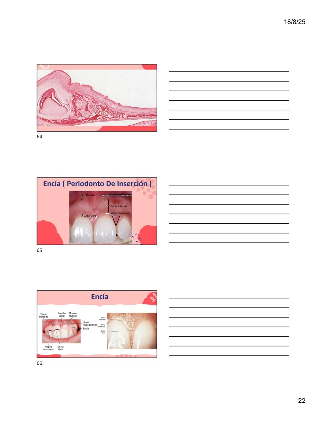 1
Dra. Doris Otero
Histologia Oral
Morfologis Del Sistema
Estomatognático
Mucosa Oral
Contenido
Mucosa -
Generalidades
Mucosa De
Revestimien