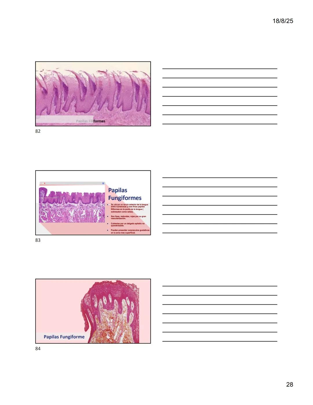 1
Dra. Doris Otero
Histologia Oral
Morfologis Del Sistema
Estomatognático
Mucosa Oral
Contenido
Mucosa -
Generalidades
Mucosa De
Revestimien