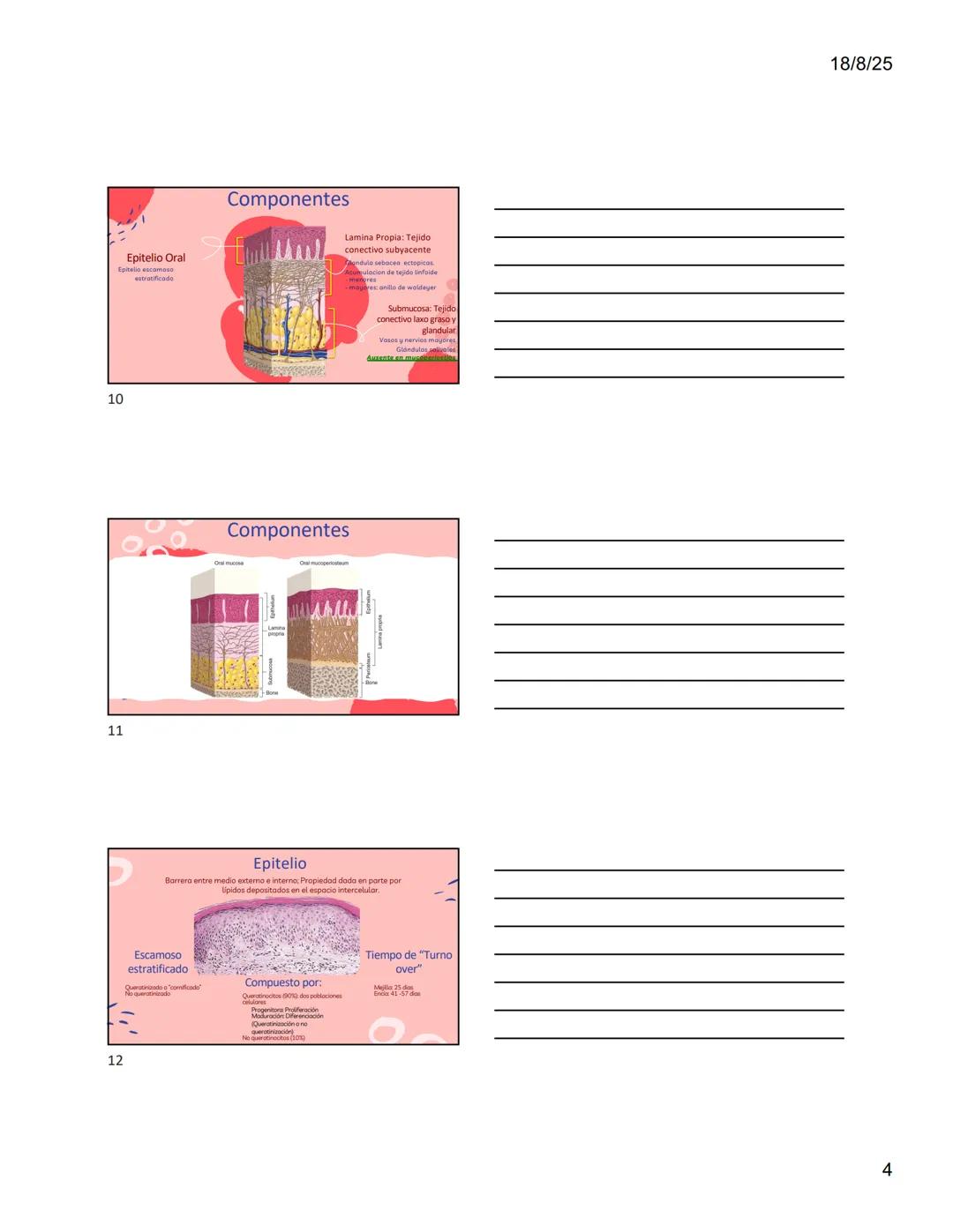 1
Dra. Doris Otero
Histologia Oral
Morfologis Del Sistema
Estomatognático
Mucosa Oral
Contenido
Mucosa -
Generalidades
Mucosa De
Revestimien