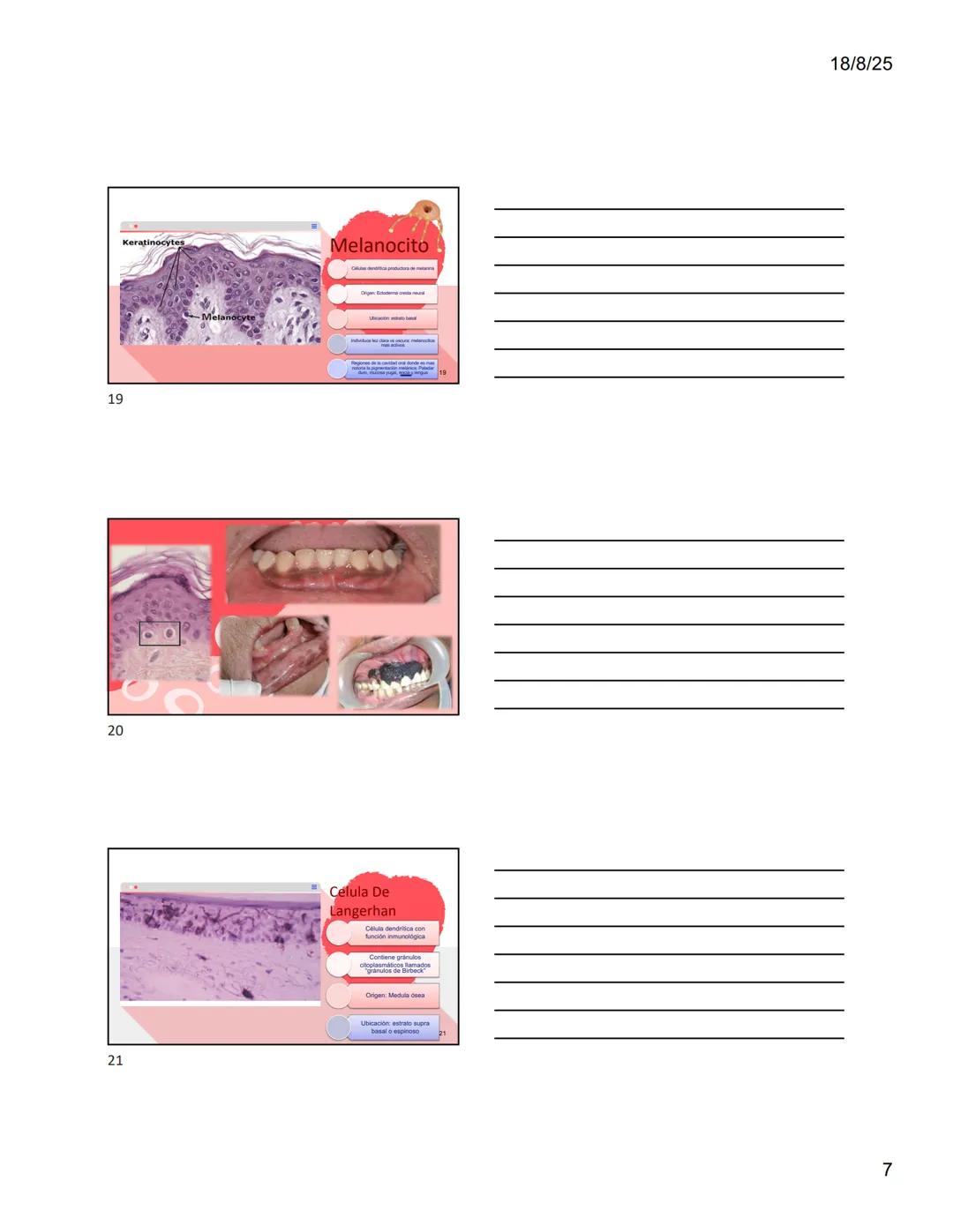 1
Dra. Doris Otero
Histologia Oral
Morfologis Del Sistema
Estomatognático
Mucosa Oral
Contenido
Mucosa -
Generalidades
Mucosa De
Revestimien