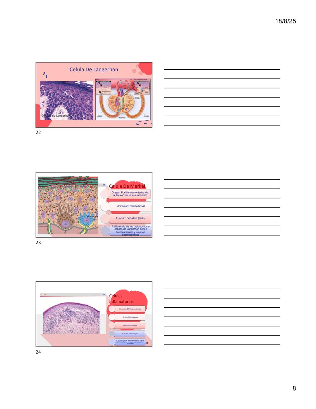 1
Dra. Doris Otero
Histologia Oral
Morfologis Del Sistema
Estomatognático
Mucosa Oral
Contenido
Mucosa -
Generalidades
Mucosa De
Revestimien