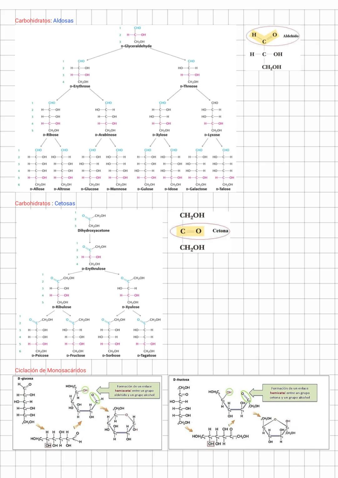 Carbohidratos: Los hidratos de carbono (sacáridos o glúcidos) son moléculas biológicas simples en cuanto a su
composición química (C, H y O)