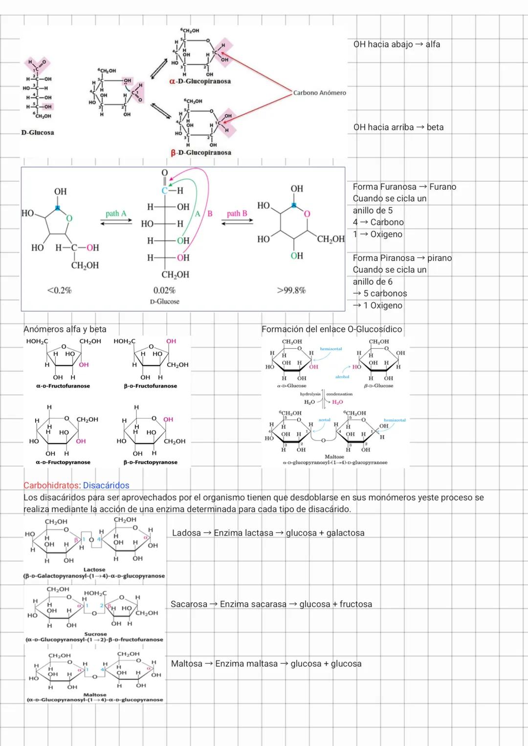Carbohidratos: Los hidratos de carbono (sacáridos o glúcidos) son moléculas biológicas simples en cuanto a su
composición química (C, H y O)