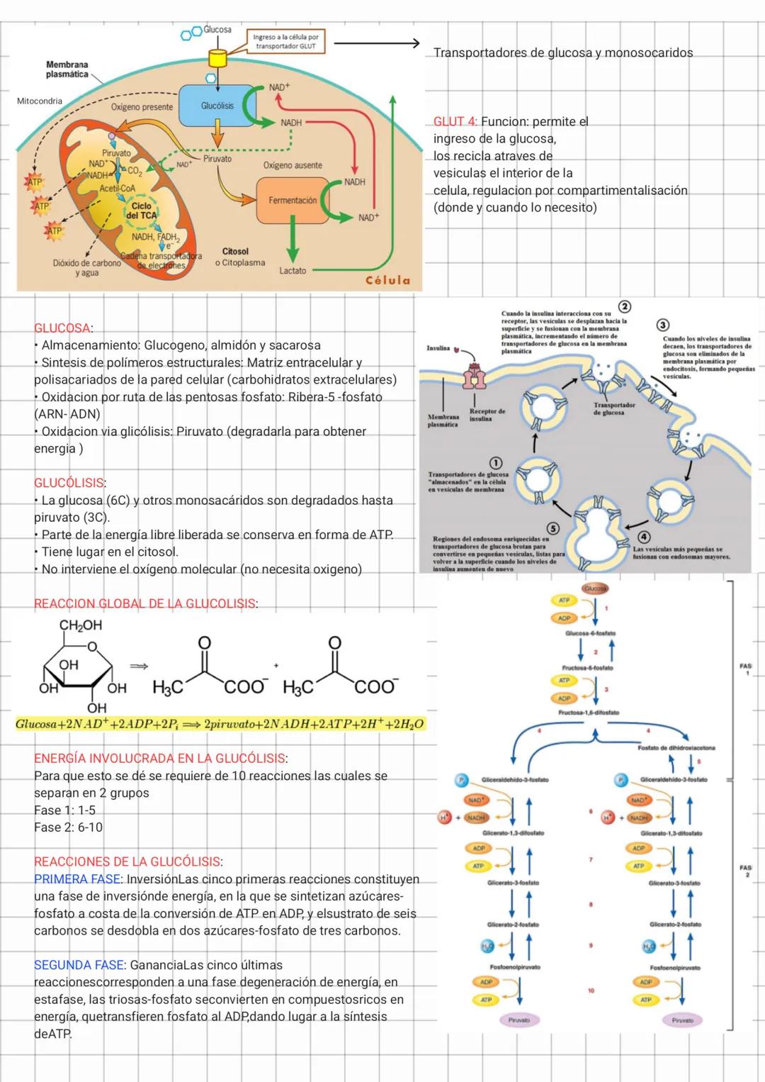 Glut 4, Glucosa, Glucolisis y Fermentación