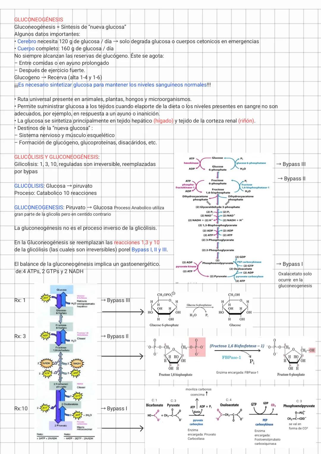 Gluconeogenesis, Glucolisis, Ciclo de cori y Alanina