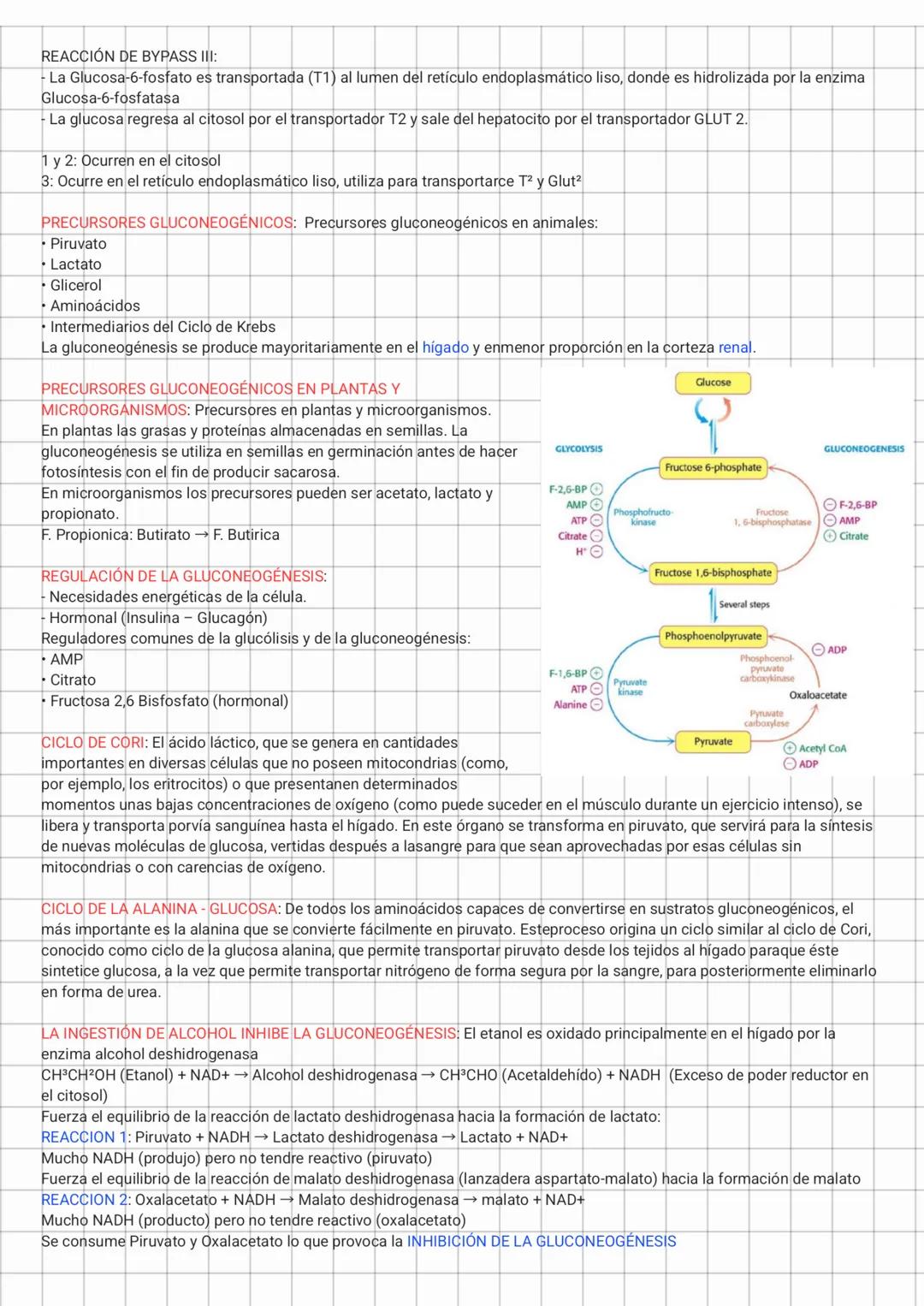 GLUCONEOGENESIS
Gluconeogénesis = Síntesis de "nueva glucosa"
Algunos datos importantes:
• Cerebro necesita 120 g de glucosa / día solo degr