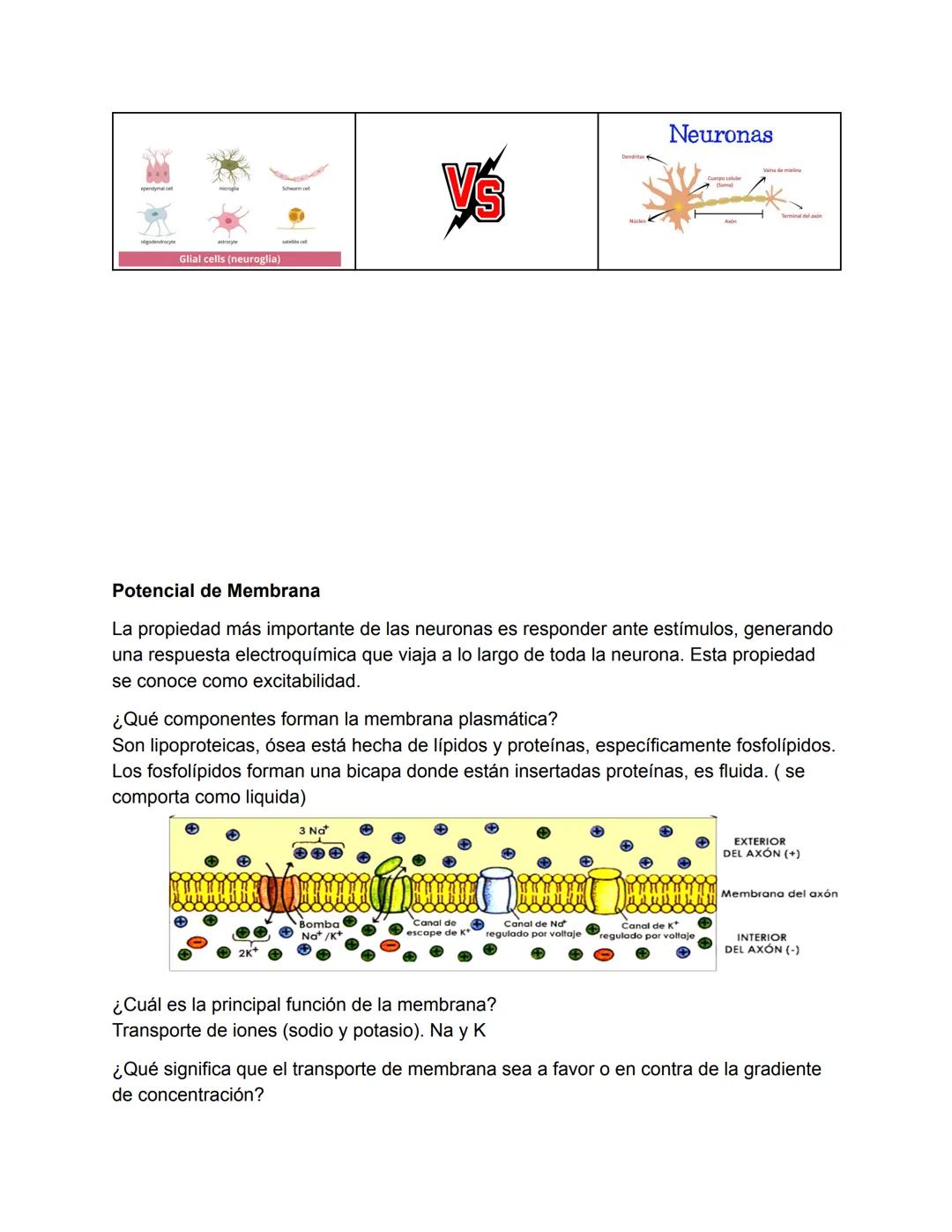 El Sistema Nervioso
El sistema nervioso es, junto al endocrino, uno de los sistemas de integración funcional
del organismo. (trabajan juntos