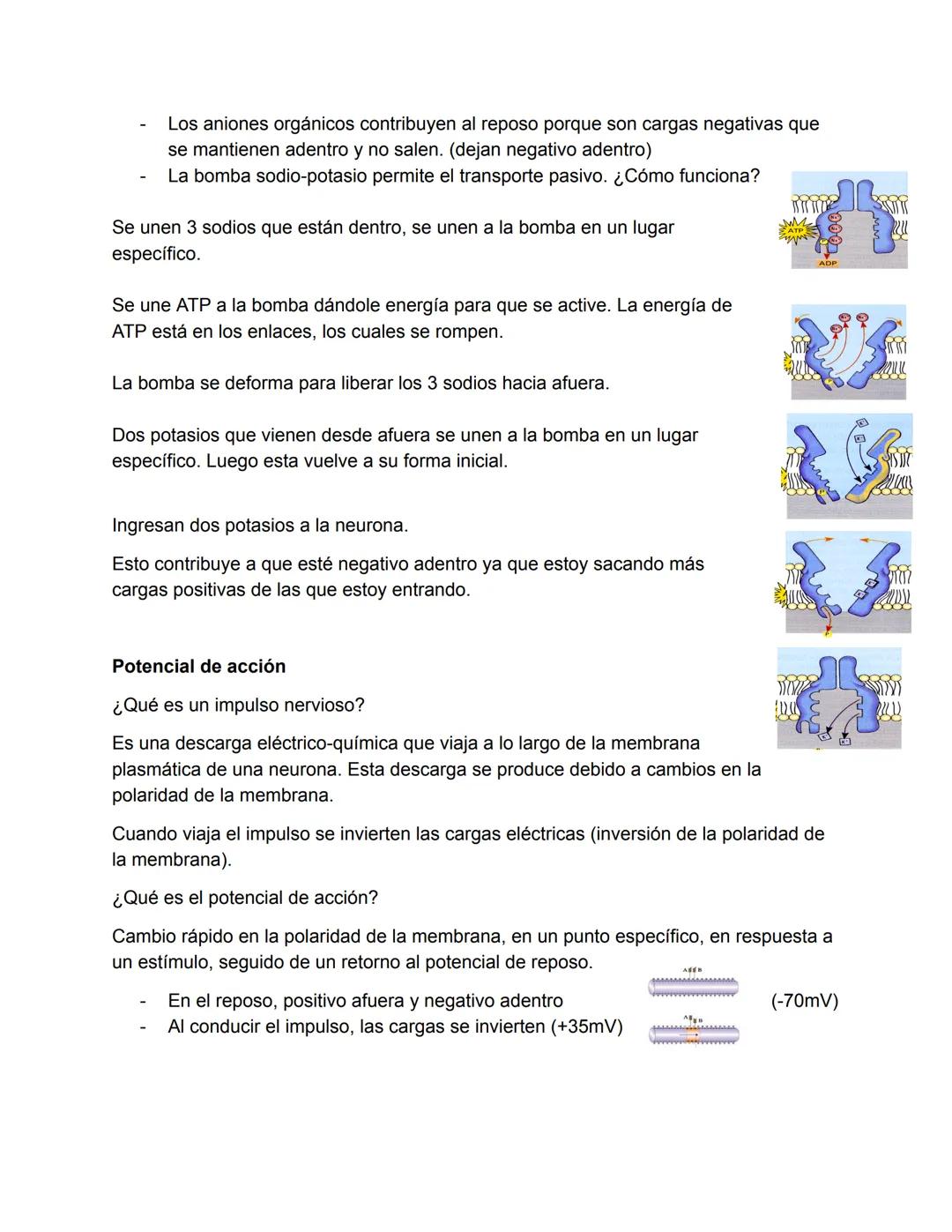 El Sistema Nervioso
El sistema nervioso es, junto al endocrino, uno de los sistemas de integración funcional
del organismo. (trabajan juntos