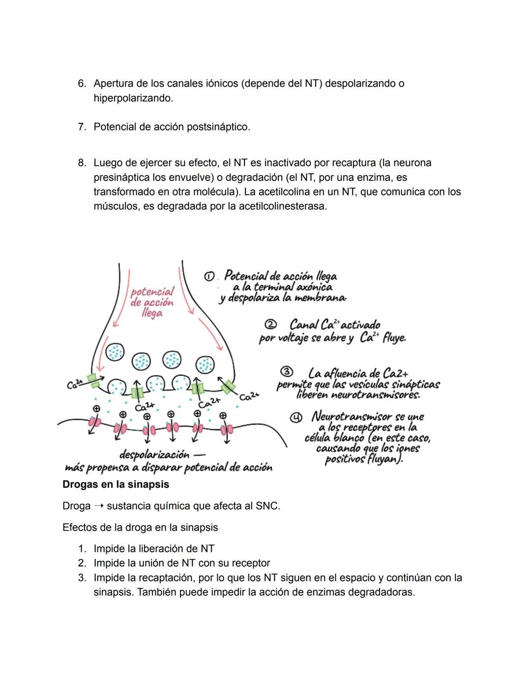 El Sistema Nervioso
El sistema nervioso es, junto al endocrino, uno de los sistemas de integración funcional
del organismo. (trabajan juntos