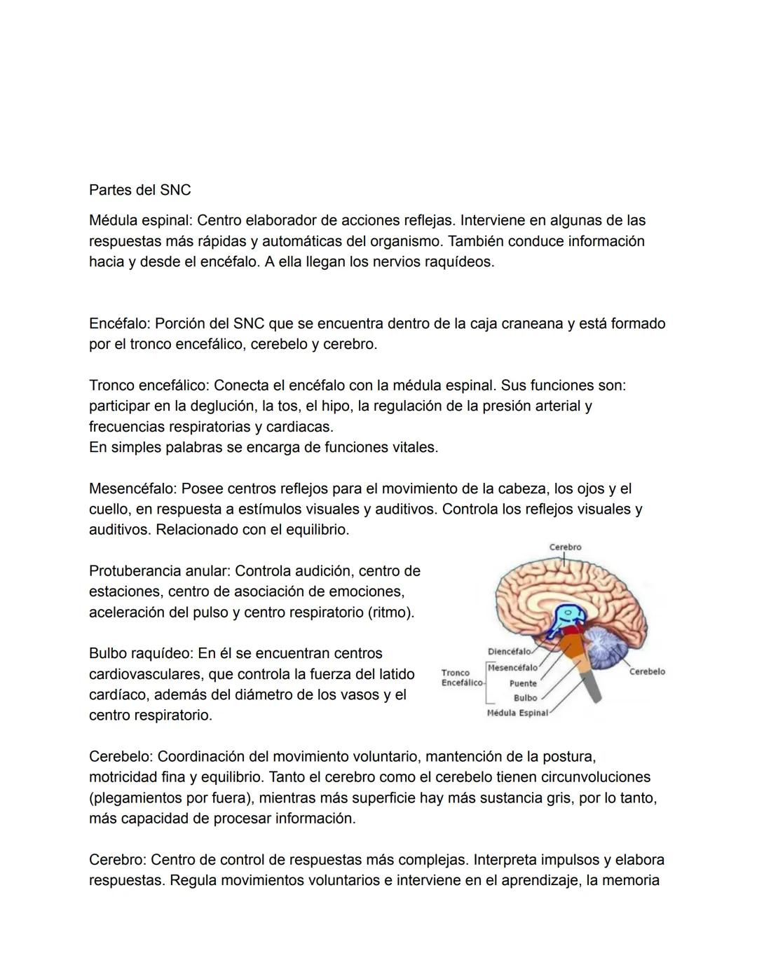 El Sistema Nervioso
El sistema nervioso es, junto al endocrino, uno de los sistemas de integración funcional
del organismo. (trabajan juntos