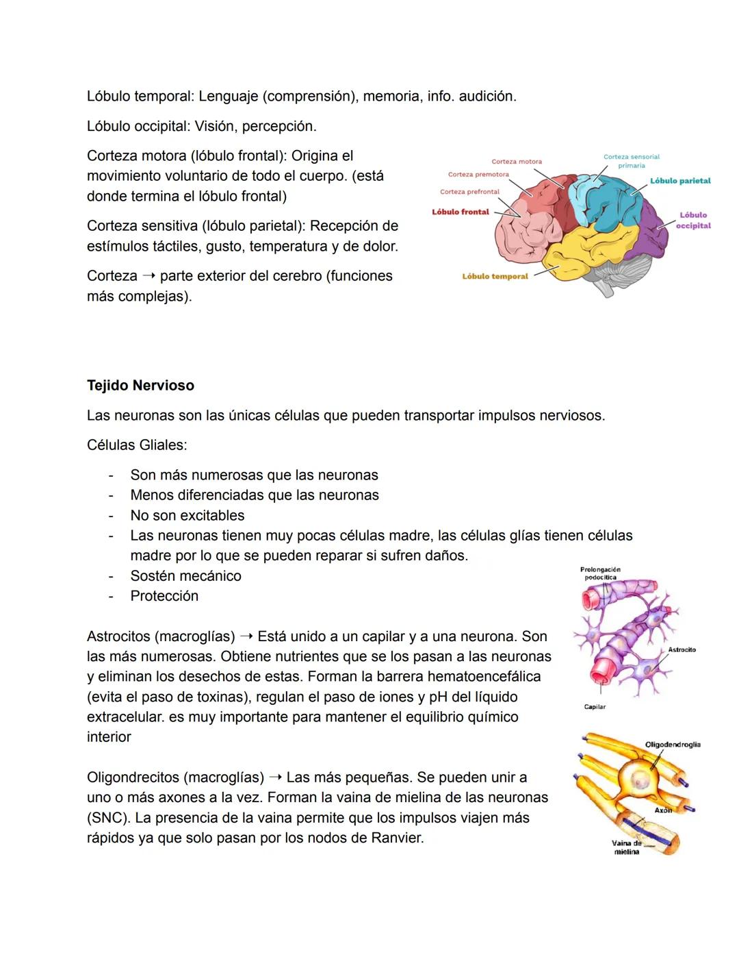El Sistema Nervioso
El sistema nervioso es, junto al endocrino, uno de los sistemas de integración funcional
del organismo. (trabajan juntos